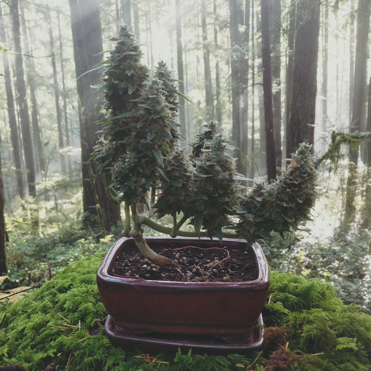 In bonsai, negative space isn’t empty—it’s intentional. Cannabis responds well when space is built into the structure, allowing light and air to move naturally. Cannabonsai uses space as part of the design, not an afterthought.
Supported by @_mephistogenetics. Use code cannabonsai at the link in bio for 10% off.