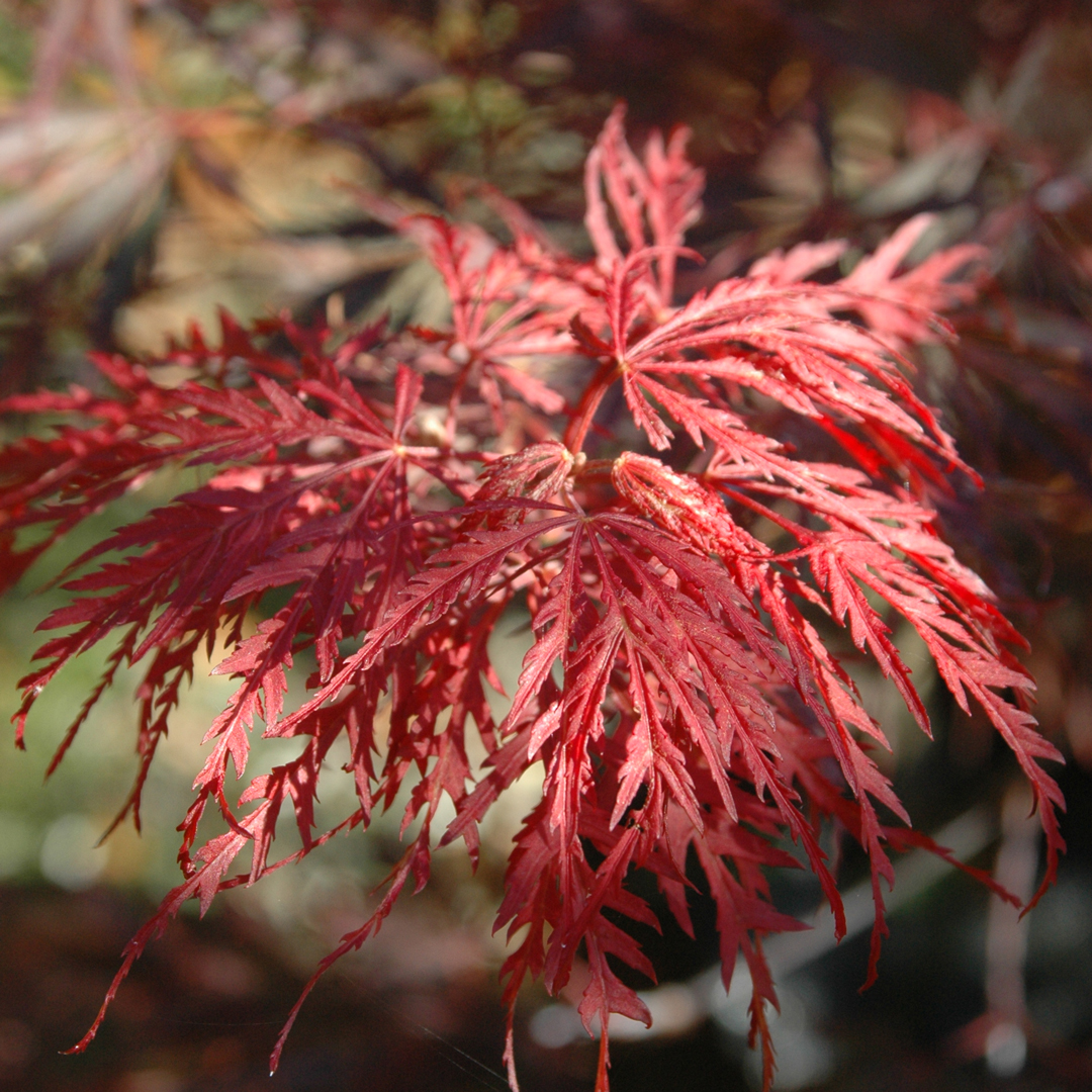 Liquidambar acalycina, Cercis Forest Pansy or something else? Horticulture expert Rebecca Hughes from Blue Mountain Nurseries discusses the best trees for small spaces!
Link in comments.