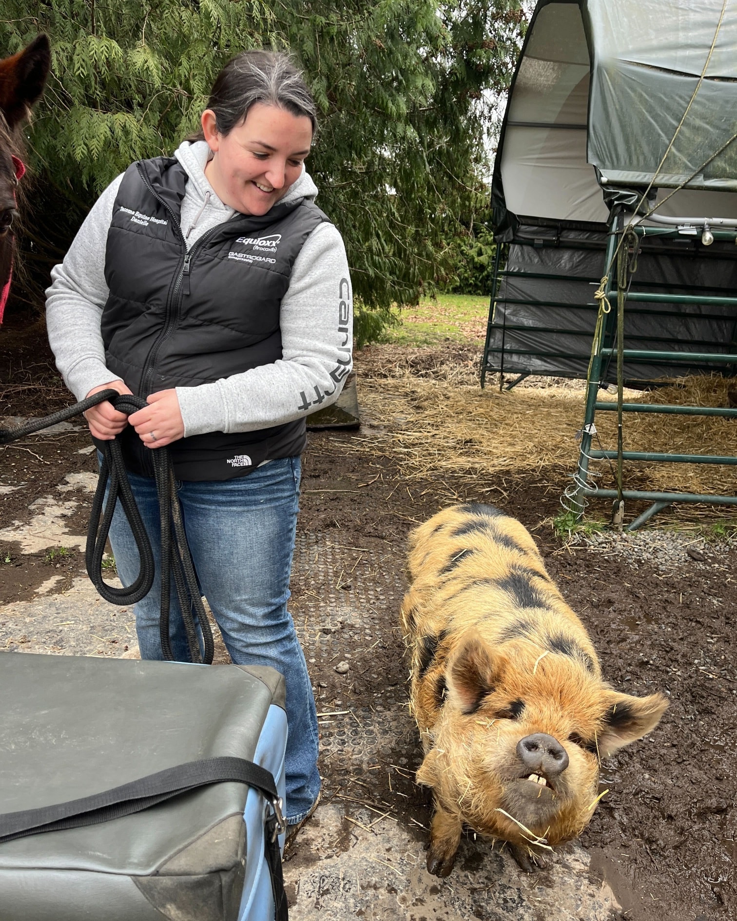 We had the pleasure of meeting Cookie and Acorn (the best piggy ambassadors) while on the farm to see Chuka for a chiropractic adjustment this week. The trusty area security cat also stood watch over the days events! We love meeting the entire farm family on our visits 🩵
Do you have a unique companion for your horse(s)?