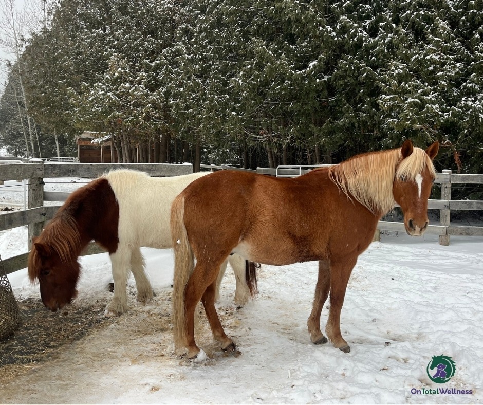 #tracktiptuesday #TTT Winter on a track system isn’t about big changes, it’s about maintenance. Clearing ice, managing high-traffic areas, and keeping movement paths safe is the real job this season.
Our online course From Paddock to Paradise includes tons of detailed lessons for how to plan and implement a track lifestyle for your horses, ponies, or donkeys.
From Paddock To Paradise | ONTW https://share.google/cEPySQXwzFxSfIIFr
#tracksystem #frompaddocktoparadise #onlinecourse