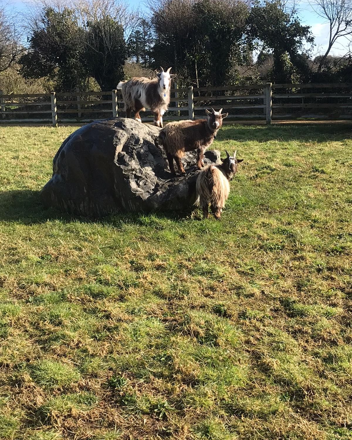 🌿🐐 Freedom, nature, and companionship.
People living at CareBright #ButterflyHome in #Bruff #Ireland are free to go outdoors whenever they choose, visit the pet goats in the garden, and enjoy the company of the much-loved family dog wandering through the home.
These moments of connection bring calm, joy, and a deep sense of normal life.
#NatureInCare #AnimalsInCare #WellbeingMatters