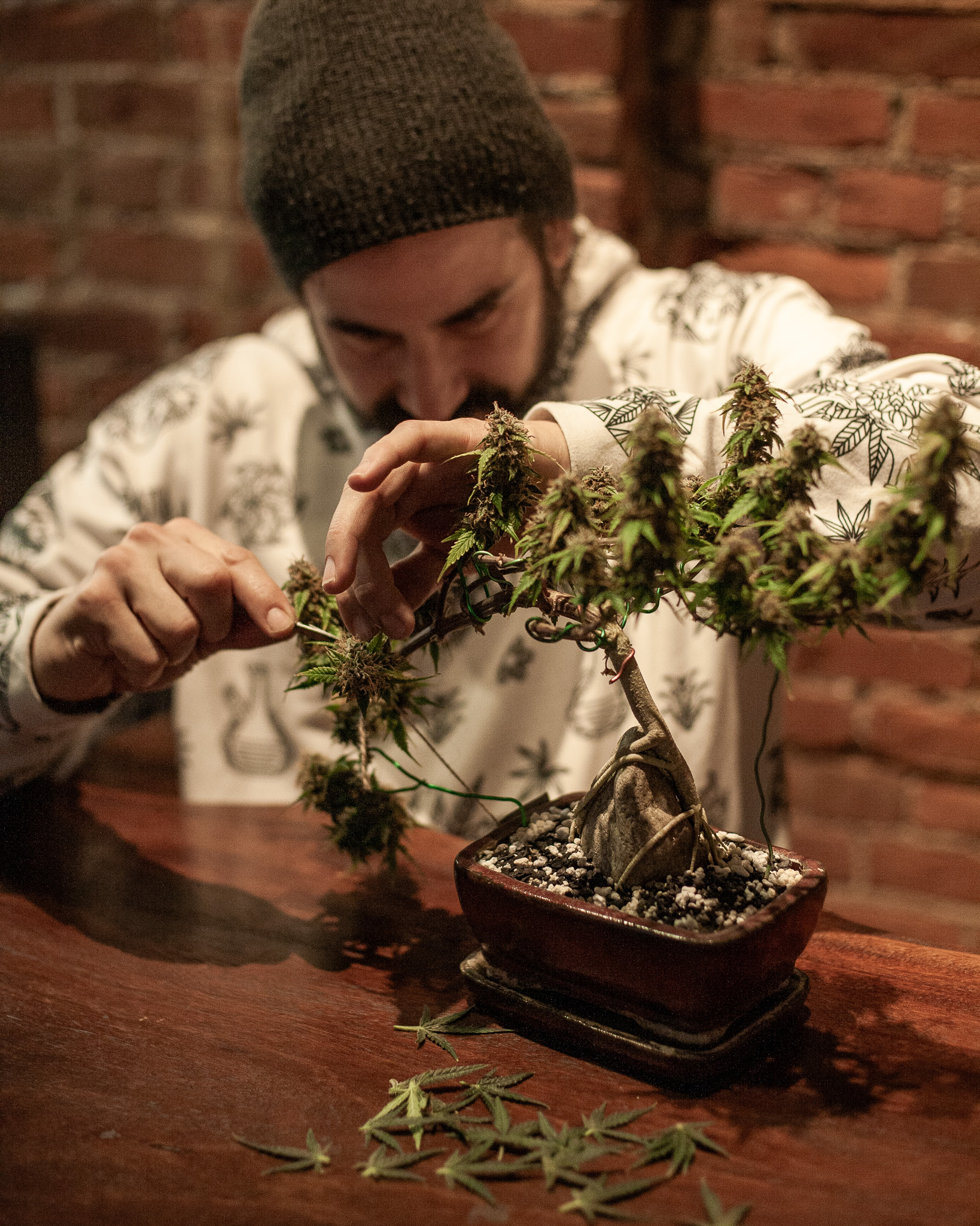A well-built bonsai doesn’t depend on constant correction. Its structure guides future growth on its own. Cannabis behaves the same way when shaped with restraint. Cannabonsai shows how less intervention can lead to stronger expression.
Built on reliable genetics from @_mephistogenetics. Use cannabonsai for 10% off at the link in bio.