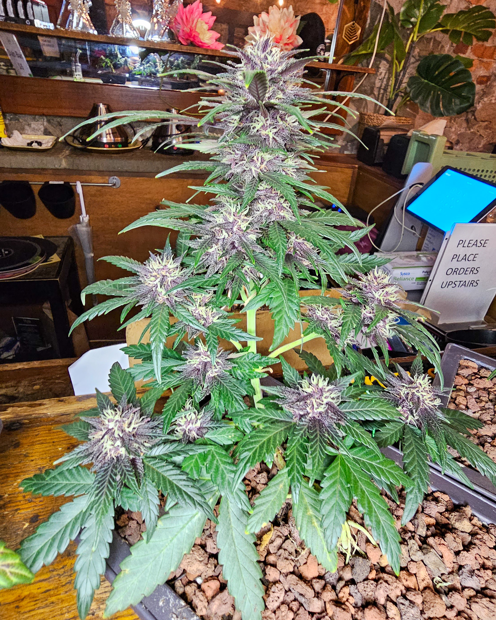 In bonsai, a tree is never rushed to completion. Its form is allowed to settle, adjust, and mature naturally over time. Cannabis benefits from that same patience when grown thoughtfully. Cannabonsai brings those ideas together, letting structure develop gradually and speak for itself.
Grown with dependable genetics from @_mephistogenetics. Use code cannabonsai at the link in bio for 10% off.