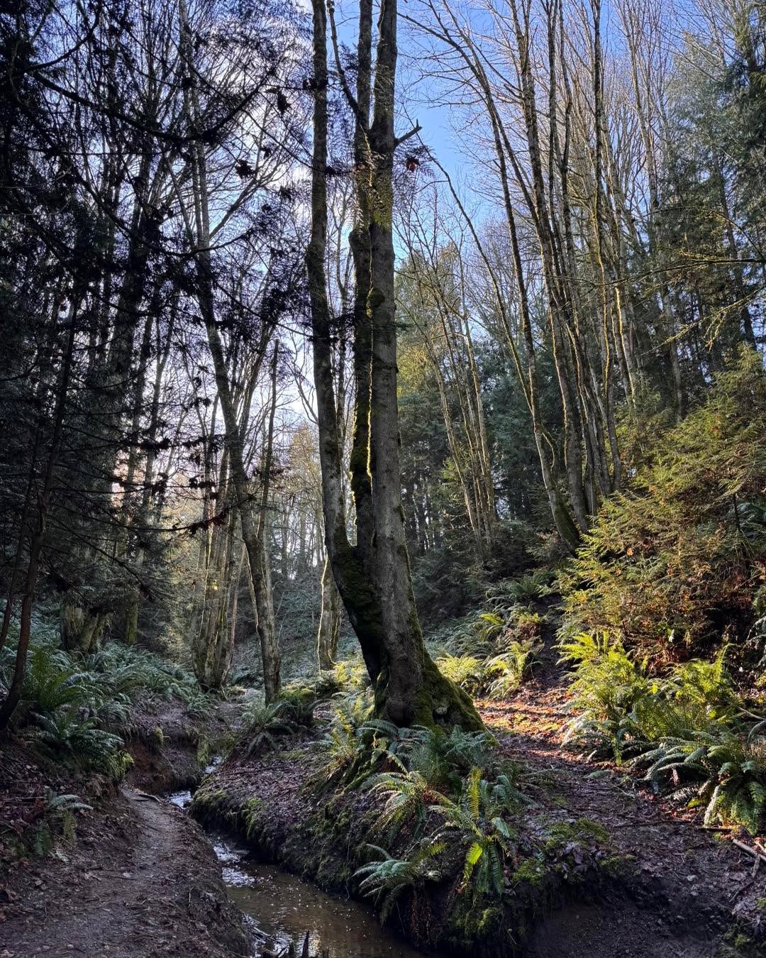 I thought I’d share some photos of my short walk today. Getting in nature, refreshes and cleanses my soul. What do you do to cleanse your energy?