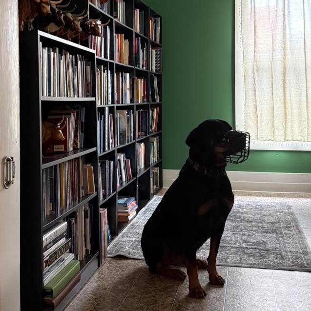 Muzzle Monday: One of the biggest mistakes that people make with muzzle training is forgetting to practice maintenance in between situations and circumstances where they are actually needed. If muzzles are initially conditioned, but then eventually are only used during potentially stressful or unpleasant situations and circumstances, then all of the muzzle conditioning that you’ve done can quickly be erased.
For maintenance I always recommend at least 1 to 3 times a week to put the muzzle on during regular every day life for about 30 minutes or so. This way, the muzzle isn’t inherently always associated with some big event. Sometimes it gets worn when literally nothing is happening. Thereby, having a better chance at maintaining a good or at minimum neutral association with it.
#RotNDog #RotNDogTraining #dogtrainer #dogtraining #dogbehavior #soflo #palmbeach #broward #puppies #puppytraining #gooddog #goodpuppy #obedience #aggression #fear #anxiety #behavior #training #muzzle #adopt #rescue #shelterdogs #dogswhobite #muzzlemonday