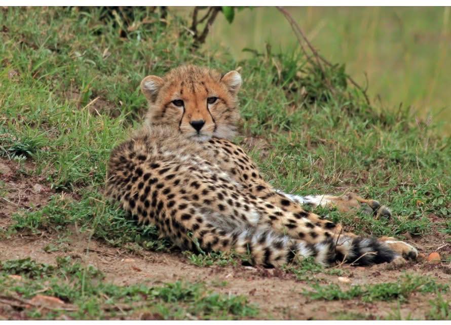 I honestly didn’t know this…
The cheetah actually gets its name from the Hindi word chita, which means “spotted one”.
Once you know it, it makes total sense 🐆✨