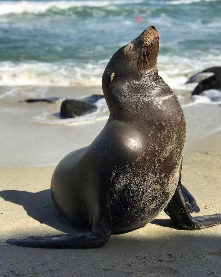 I honestly didn’t know this…
Seals can sleep underwater. They usually only come onto land to escape predators like whales and sharks, and to mate, give birth, feed, and moult.
Nature is wild when you really think about it 🦭