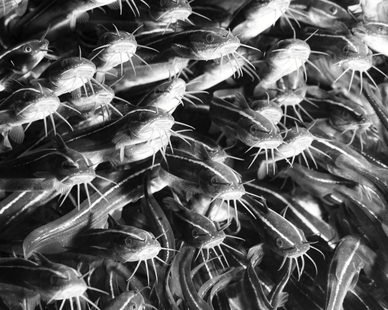 ๐ ๐ฅ๐ข๐ญ๐ญ๐ฅ๐ ๐๐ฅ๐๐๐ค ๐๐ง๐ ๐ฐ๐ก๐ข๐ญ๐ ๐ฌ๐ข๐ฆ๐ฉ๐ฅ๐ข๐๐ข๐ญ๐ฒ
These Striped catfish (Plotosus lineatus) really lend themselves to black and white photos. Sometimes simple can be better!
When young, these catfish forms dense schools in very shallow water and can often be seen late in the afternoon sweeping along the foreshore. Be wary though they have a sharp and painful dorsal spine!
Dive life!!
๐ธ John Warmington
๐๐๐.๐ฐ๐ฟ๐ถ๐๐๐ฒ๐ฟ๐๐ฝ๐ผ๐๐๐ฒ๐ฟ.๐ฐ๐ผ๐บ
๐ต๐๐๐ฝ๐://๐ฎ๐ถ๐ฟ๐ฏ๐ป๐ฏ.๐ฐ๐ผ๐บ/๐ต/๐ธ๐ฎ๐ฟ๐บ๐ฎ๐๐ฎ๐๐ฒ๐ฟ๐
#UnderwaterPhotography #VanuatuMoments #DiveVanuatu #KarmaWatersVanuatu #catfish