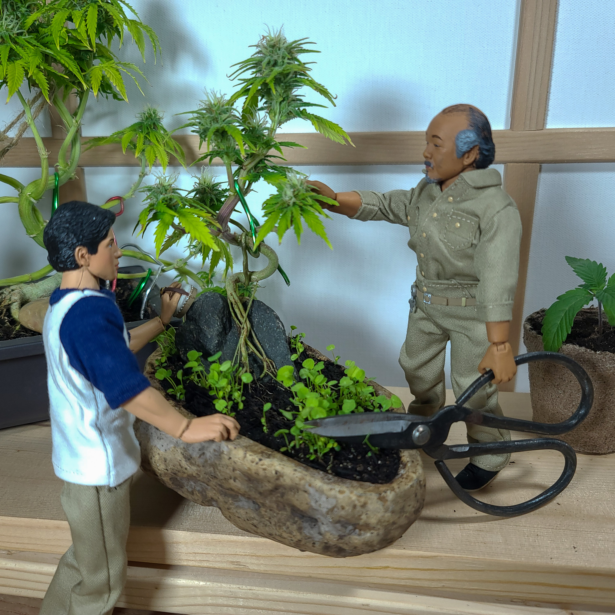 Bonsai teaches that structure should feel calm and settled, not tense or overworked. Cannabis responds well to that same mindset when it’s given time to adapt rather than being constantly pushed. Cannabonsai brings those ideas together, allowing form to emerge through consistency and restraint.
Grown with dependable genetics from @_mephistogenetics. Use code cannabonsai at the link in bio for 10% off.