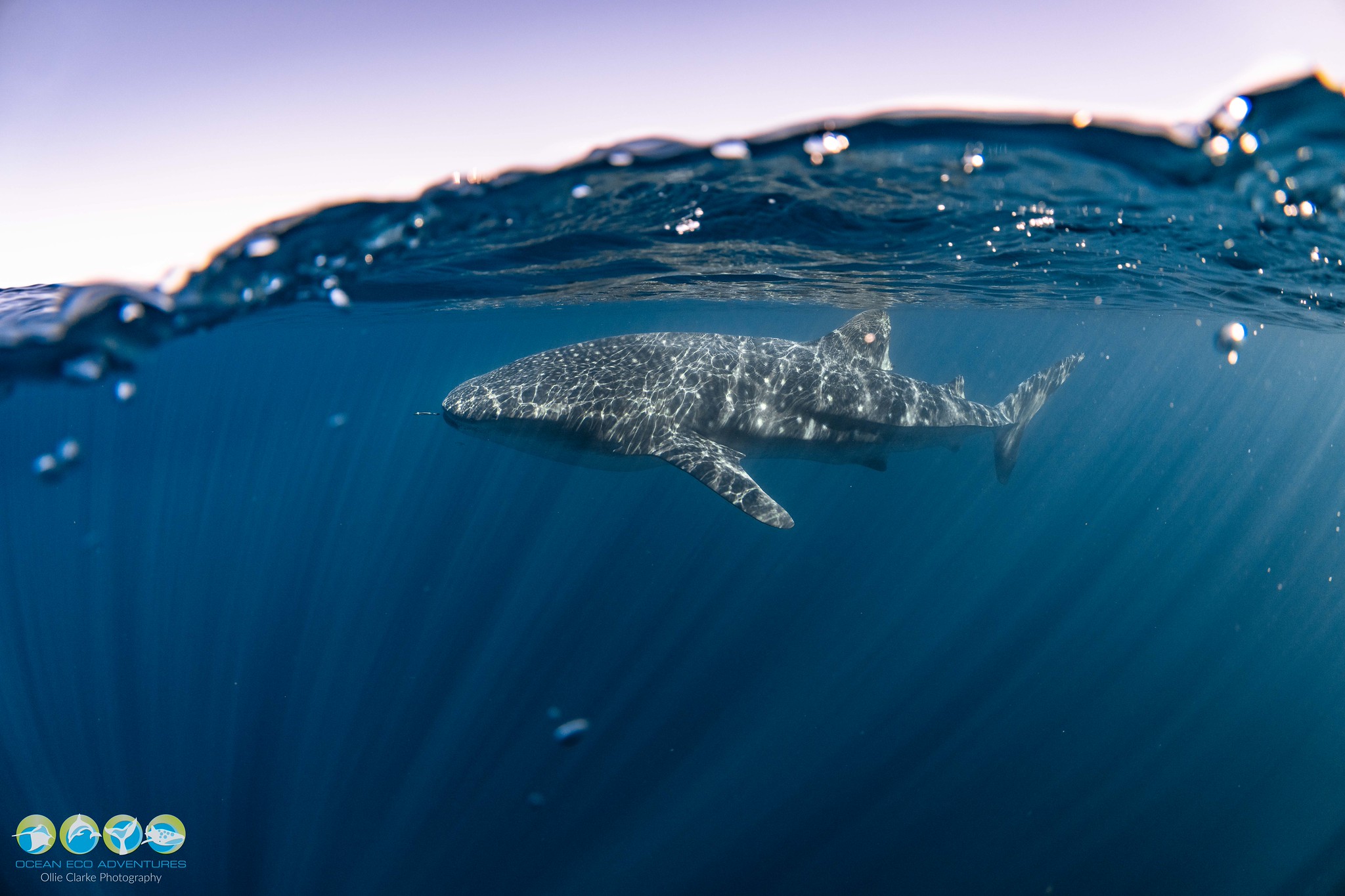 Last Season Flashback😍
A little throwback to last season while we wait for the first whale sharks of the year.
Quiet moments drifting in the blue.
That first glimpse of spots emerging from the deep.
The mix of nerves and excitement as guests slipped into the water for the very first time. 🌊
Each season brings its own stories, and last year gave us plenty to smile about. As we look ahead to what’s coming next, we’re already feeling grateful for the moments shared — and excited for the memories still to be made.
Whale shark season, we’re ready when you are. 💙
📸 credit @ollieclarkephoto
#ExmouthWA�#VisitExmouth�#SeeAustralia�#WestAustralia #EcoTourism�#EcoAdventure�#OceanConservation�#MarineWildlife #OceanEcoExperience #WhaleShark�#WhaleSharkSeason�#WhaleSharkEncounter�#SwimWithWhaleSharks�#WhaleSharkExperience�#GentleGiants #OceanEcoAdventures