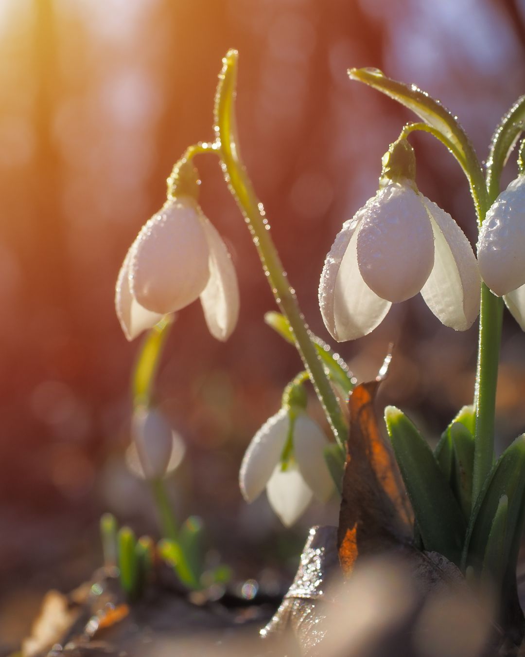 De eerste sneeuwklokjes laten zich zien โ๏ธ๐ฑ.
Een klein teken dat de winter langzaam plaatsmaakt voor het voorjaar. Het perfecte moment om een weekendje weg of een heerlijke vakantie te boeken en alvast vooruit te kijken.
Check www.huiskenshof.nl en boek snel jouw favoriete verblijf bij ons!
#zomervakantie #boeknu #weekendjeweg #voorjaarskriebels #lenteinaantocht