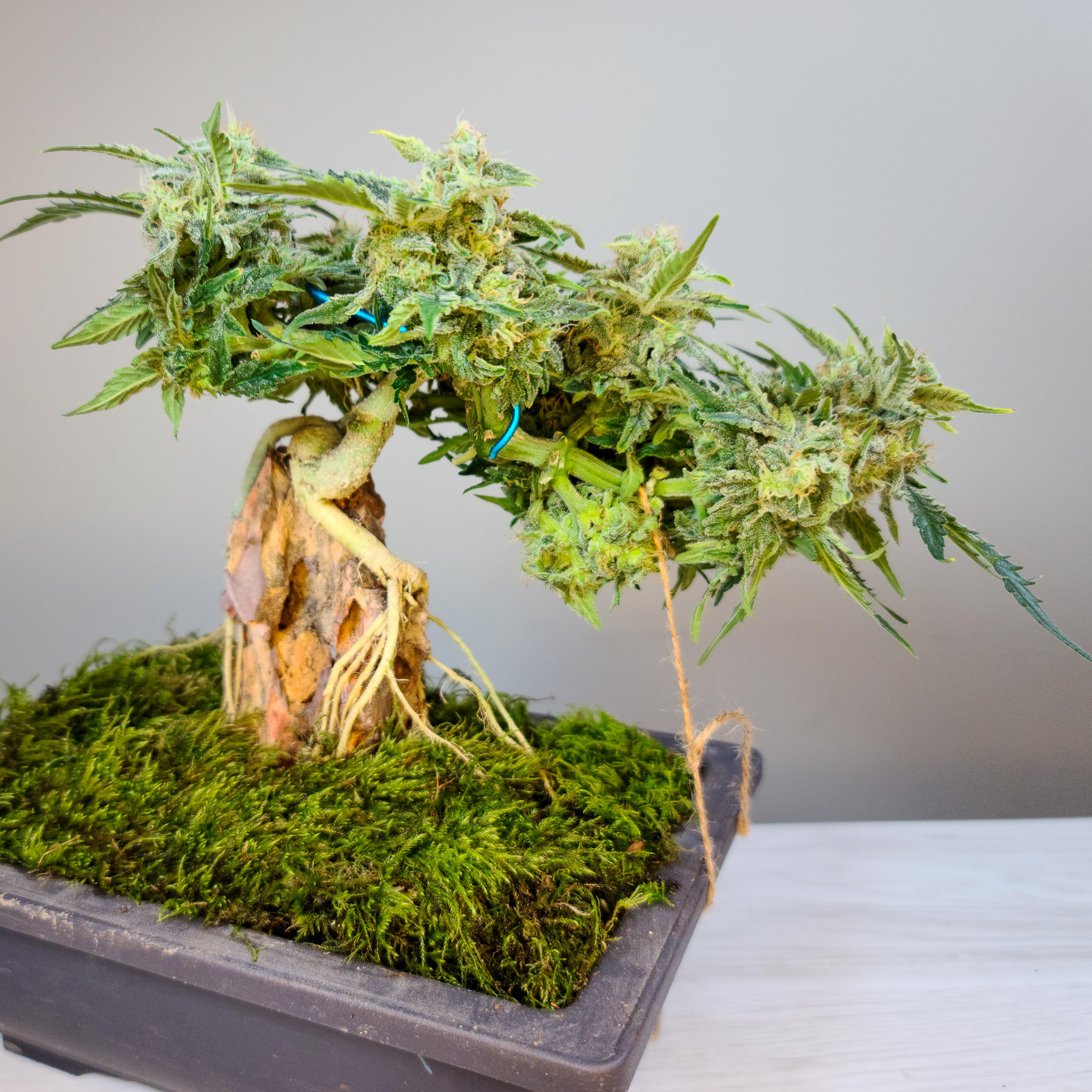 Bonsai teaches that strong form comes from early decisions made with patience. Cannabis responds the same way when structure is established thoughtfully and allowed to develop naturally. Cannabonsai brings those lessons together, showing how intention at the start echoes through the entire grow.
Grown with trusted genetics from @_mephistogenetics. Use code cannabonsai at the link in bio for 10% off.