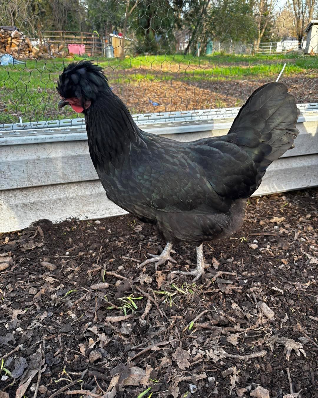 Palo Cedro CA Breeding group of Shetland Hens-rare breed. Lay large blue eggs 6 hens and a rooster. Message for details