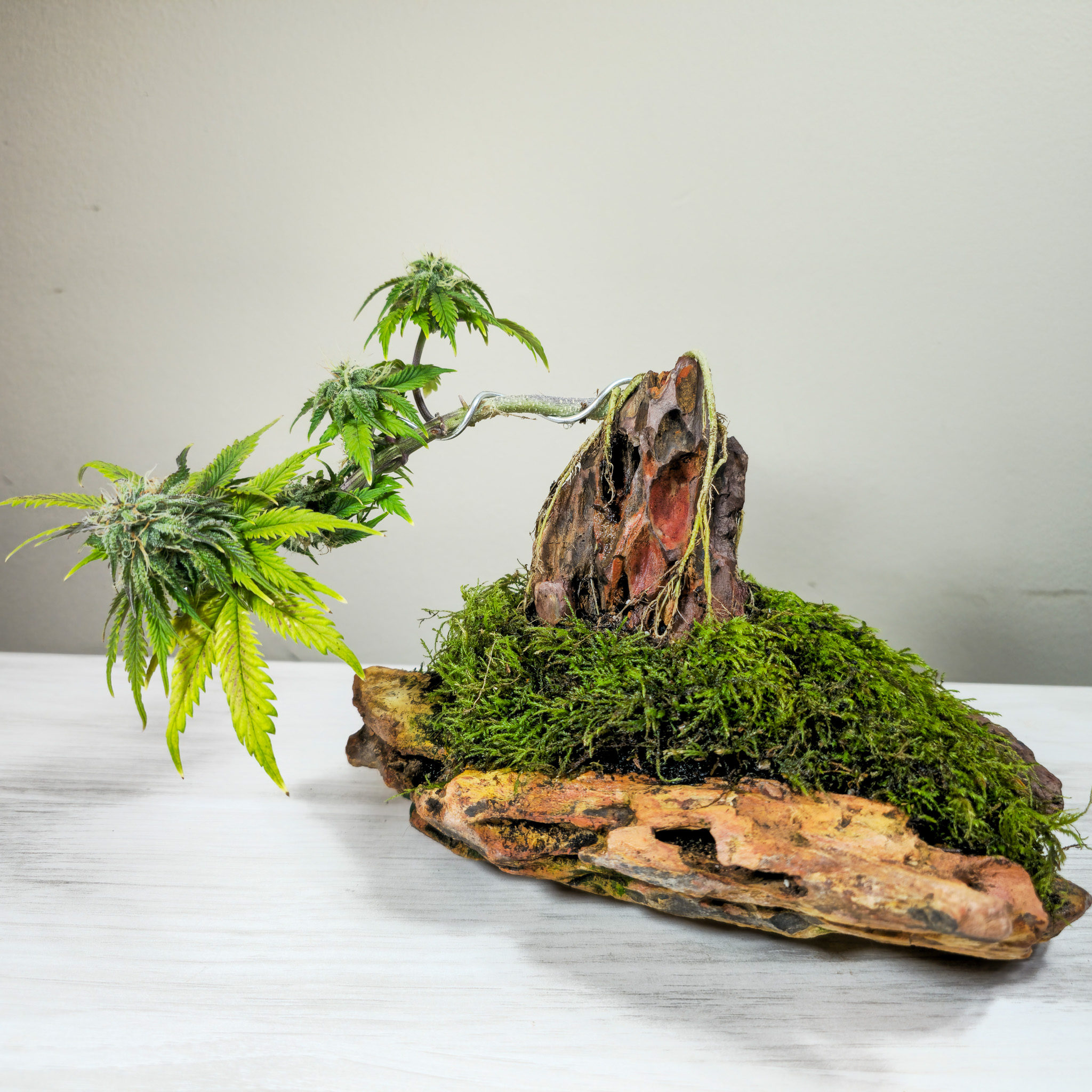 A good bonsai feels complete without feeling static. Cannabis grown small can achieve that same sense of quiet motion. Cannabonsai captures that balance, where form feels finished but alive.
Backed by genetics from @_mephistogenetics. Use code cannabonsai for 10% off.