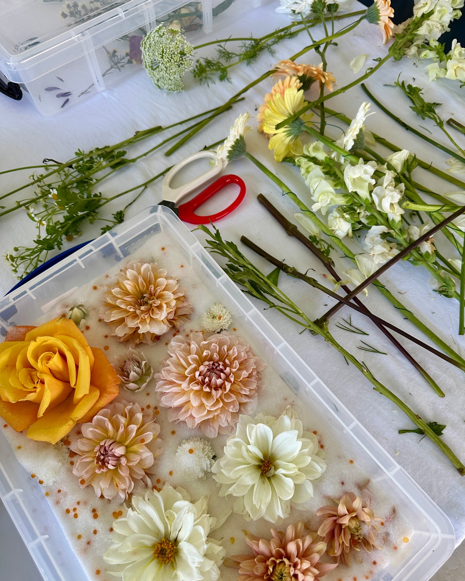 Preservation in progress 🤍
Every bouquet begins its second life here — carefully deconstructed, handled bloom by bloom, and prepared for drying. It’s the start of transforming wedding flowers into something lasting and meaningful.
#BouquetPreservation #PreserveYourBlooms #WeddingBouquetPreservation #BehindTheBlooms #FloralKeepsake #GoldCoastWeddings #CherishedBlooms