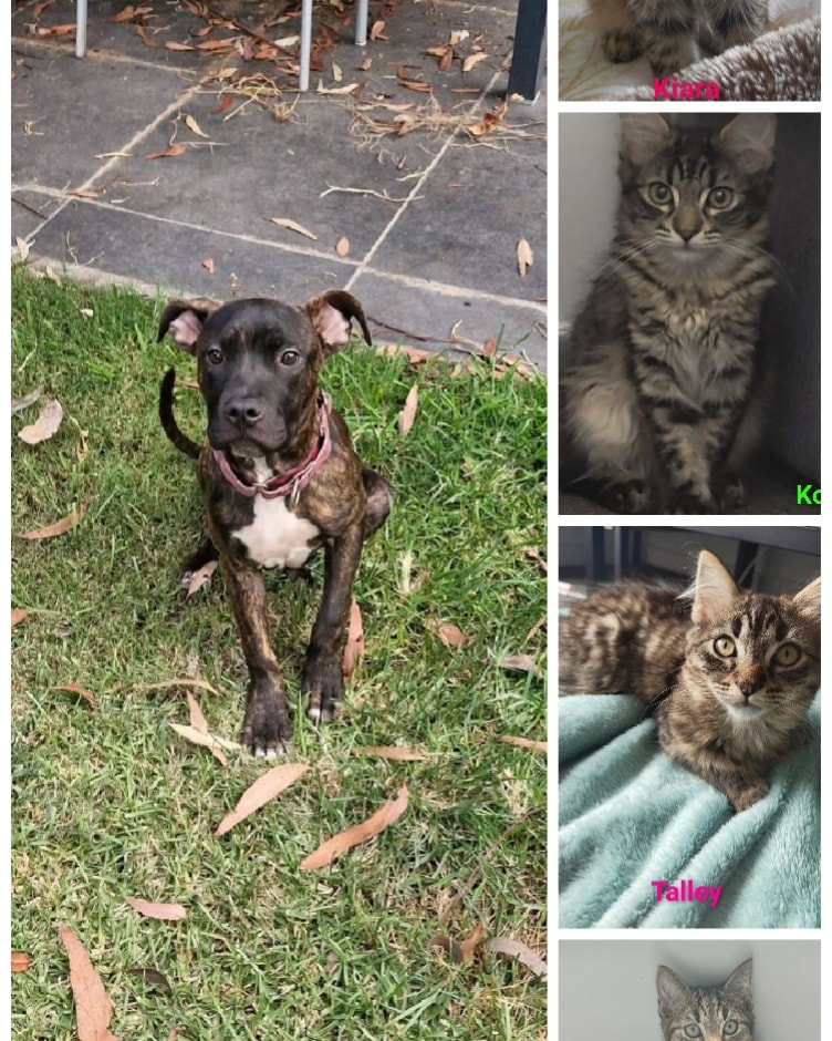 Welcoming our recent little ones looking for homes. Little Mona is a sweet 4mth baby. Then there's the 4 fluff balls.
These guys are getting their vetwork and settling in until we know what their best home will be. Say Hi !! ๐พ๐