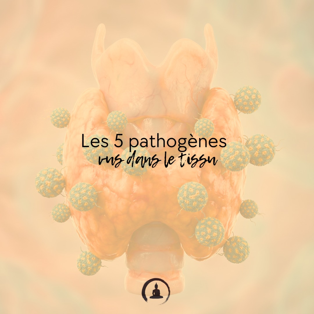 “Les 5 pathogènes vus dans le tissu”
Vent = vibration du tissu / instabilité
Froid = densification / perte de mobilité
Humidité = lourdeur / épaisseur fasciale
Chaleur = tension + agitation
Mucosités = adhérences / épaisseur collante
Quand tu sais palper ça, tu lis la pathologie sans parole.
#MédecineChinoise #ConscienceDigestive #SantéHolistique #MangerEnConscience #ÉcouteDuCorps #MédecineÉnergétique #AlimentationConsciente #DigestionNaturelle #Qi #Fascias #RespectDuCorps #BienManger #SagesseDuCorps #SantéNaturelle #SoutienDigestif #TaoDeLaSanté #SantéPréventive #ÉquilibreIntérieur #AlimentationÉnergétique