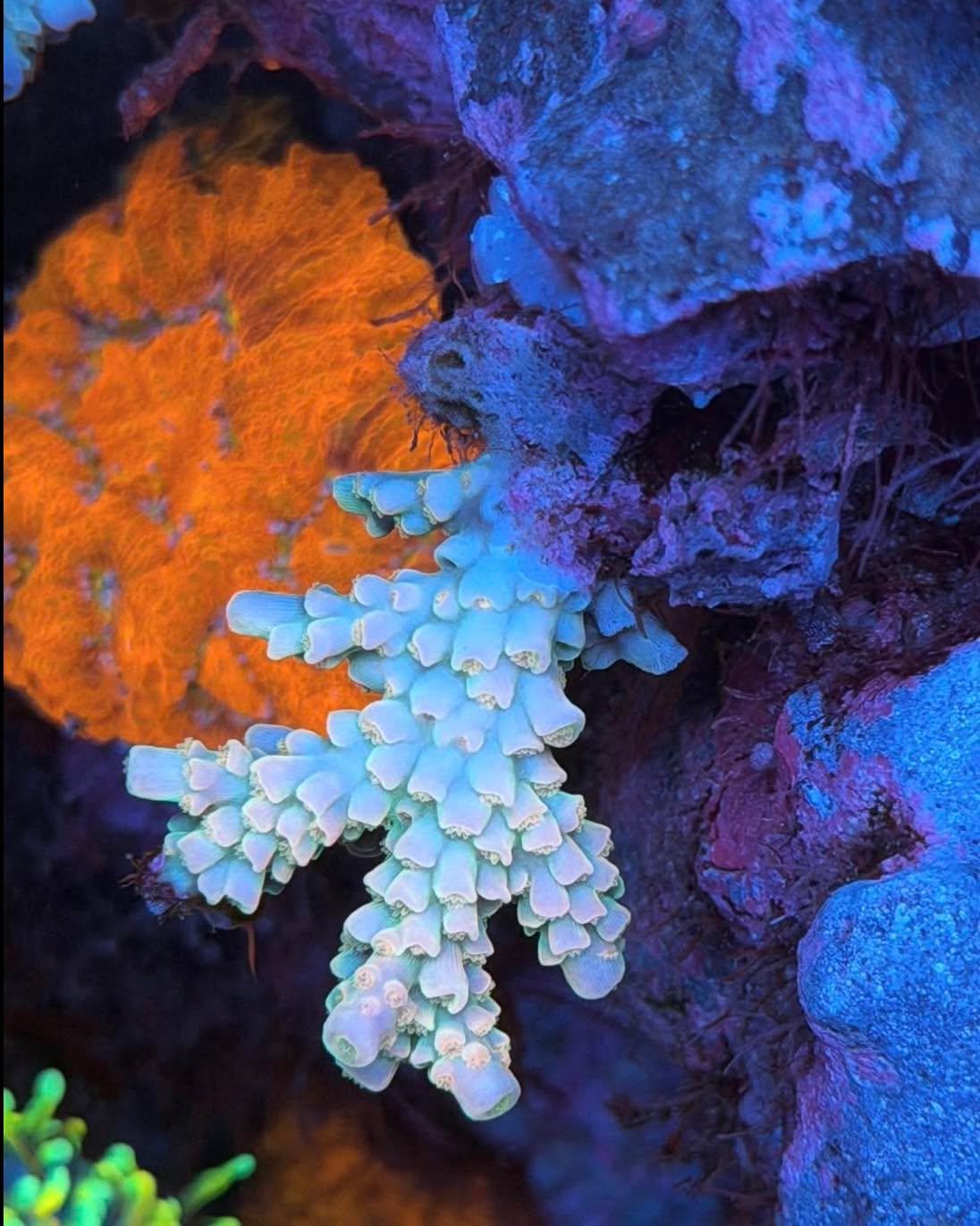 #tropicmarintanks
Very nice coral from @quesareef 🧡
Do you also have such great corals in your tank? Tag your post with #tropicmarintanks.
#tropicmarintanks #tropicmarin #tropic_marin
#eatsleepreef #allmymoneygoestocoral #reefporn
#coralporn #reefaholics #aquarium #saltwateraquarium #nanoreef #reeftanks #euroreefers #reef2reef #reefers4reefers #vitaminsea #seafari
@tropicmarinusa @tropic_marin_br @tropic_marinarg @tropicmarinperu @aquarium_planet_cr @scireef @aqua.united.gmbh