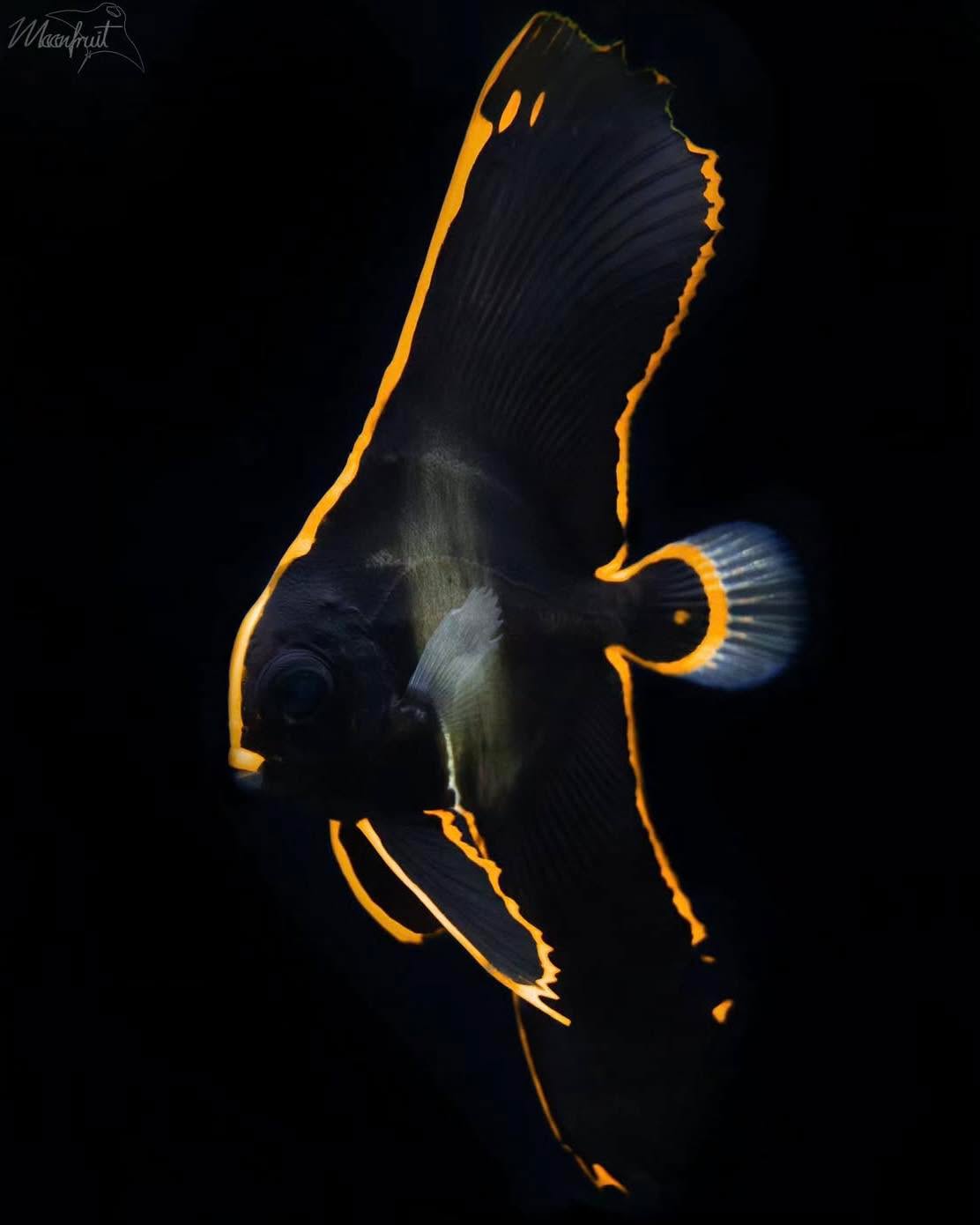 #tropicmarintanks
Very nice shot from @moonfruit777 😍
You use our products and want to get reposted? Tag your post with #tropicmarintanks.
#tropicmarintanks #tropicmarin #tropic_marin
#eatsleepreef #allmymoneygoestocoral #reefporn
#coralporn #reefaholics #aquarium #saltwateraquarium #nanoreef #reeftanks #euroreefers #reef2reef #reefers4reefers #vitaminsea #seafari
@tropicmarinusa @tropic_marin_br @tropic_marinarg
@tropicmarinperu @aquarium_planet_er @scireef @aqua.united.gmbh