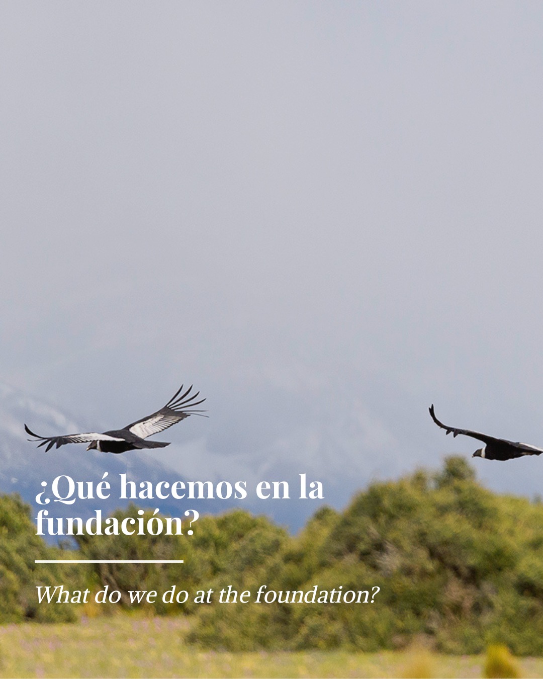En Fundación Cerro Guido Conservación trabajamos desde el territorio, no desde la distancia 🌿
Nuestro trabajo combina ciencia aplicada 🔬, ganadería 🐑 y conservación 🐾 para enfrentar un desafío concreto: convivir con la fauna silvestre sin eliminarla ni romantizar el conflicto.
Monitoreamos, observamos y tomamos decisiones basadas en lo que ocurre en el terreno, entendiendo el territorio como un sistema vivo donde personas, animales y actividades productivas coexisten 🌄
No buscamos soluciones rápidas ni respuestas únicas.
Buscamos procesos sostenidos en el tiempo, construidos desde la experiencia y el trabajo cotidiano 👣
-
At Fundación Cerro Guido Conservación, we work from the land — not from a distance 🌿
Our approach brings together applied science 🔬, ranching 🐑, and conservation 🐾 to address a real challenge: coexisting with wildlife without erasing it or romanticizing conflict.
We monitor, observe, and make decisions based on what happens on the ground, understanding the territory as a living system where people, animals, and productive activities coexist 🌄
We don’t look for quick fixes or single answers.
We focus on long-term processes, built through experience and everyday fieldwork 👣
#Conservación #Coexistencia #Patagonia #CienciaEnTerreno #CerroGuido