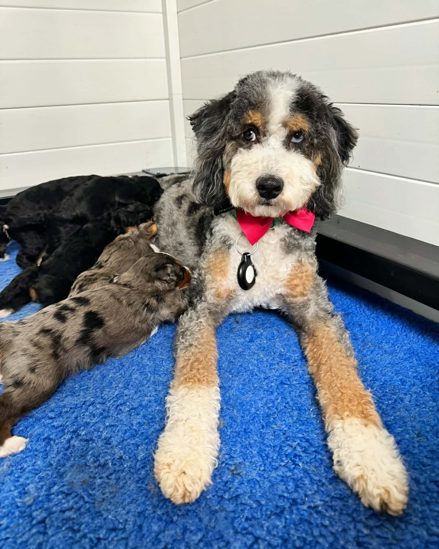 This tiny girl is needing a guardian family!! She is 3 years old, so already house and crate trained, does well on a leash, rarely barks, loves children and is very affectionate once she warms up! She's just shy and takes a bit to get comfortable with new people. Good with other dogs. She's only 20lbs!! Laid back. She would make a super easy family pet and you can skip the puppy stage!
* You must be willing to bring her to us when needed for breeding and whelping.
*You must not live more than 2 hrs away from Mt. Pleasant, TN or have any unfixed dogs.
Please message me or call for more info!
931-982-2169
#doodles #bernedoodle #minibernedoodlepuppies