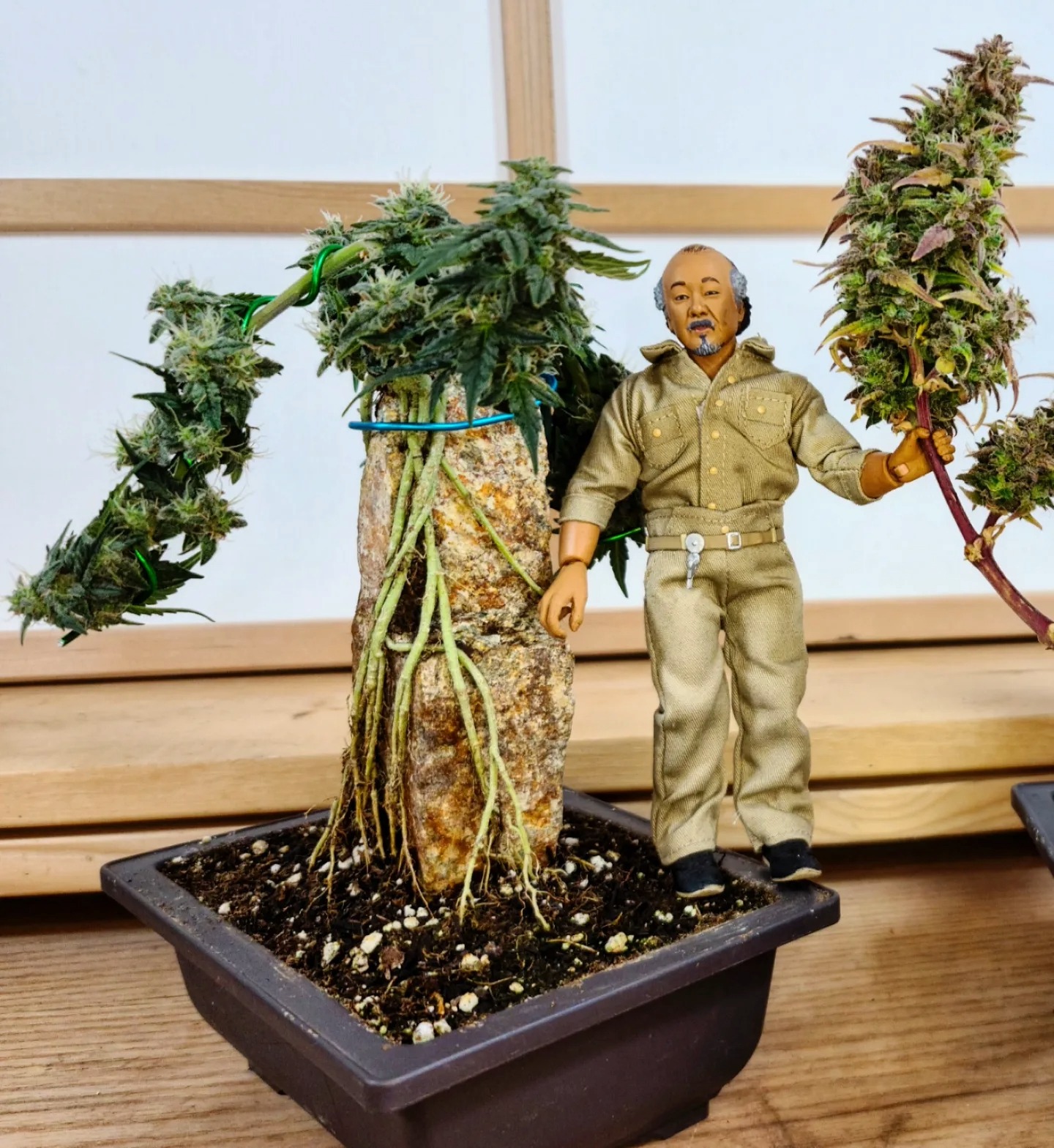 In bonsai, the grower learns to think ahead without rushing the tree. Cannabis grows quickly, but it still rewards foresight. Cannabonsai lives in that balance, where planning meets patience and the plant fills in the rest.
Powered by genetics from @_mephistogenetics. Tap the link in bio and use cannabonsai for 10% off.