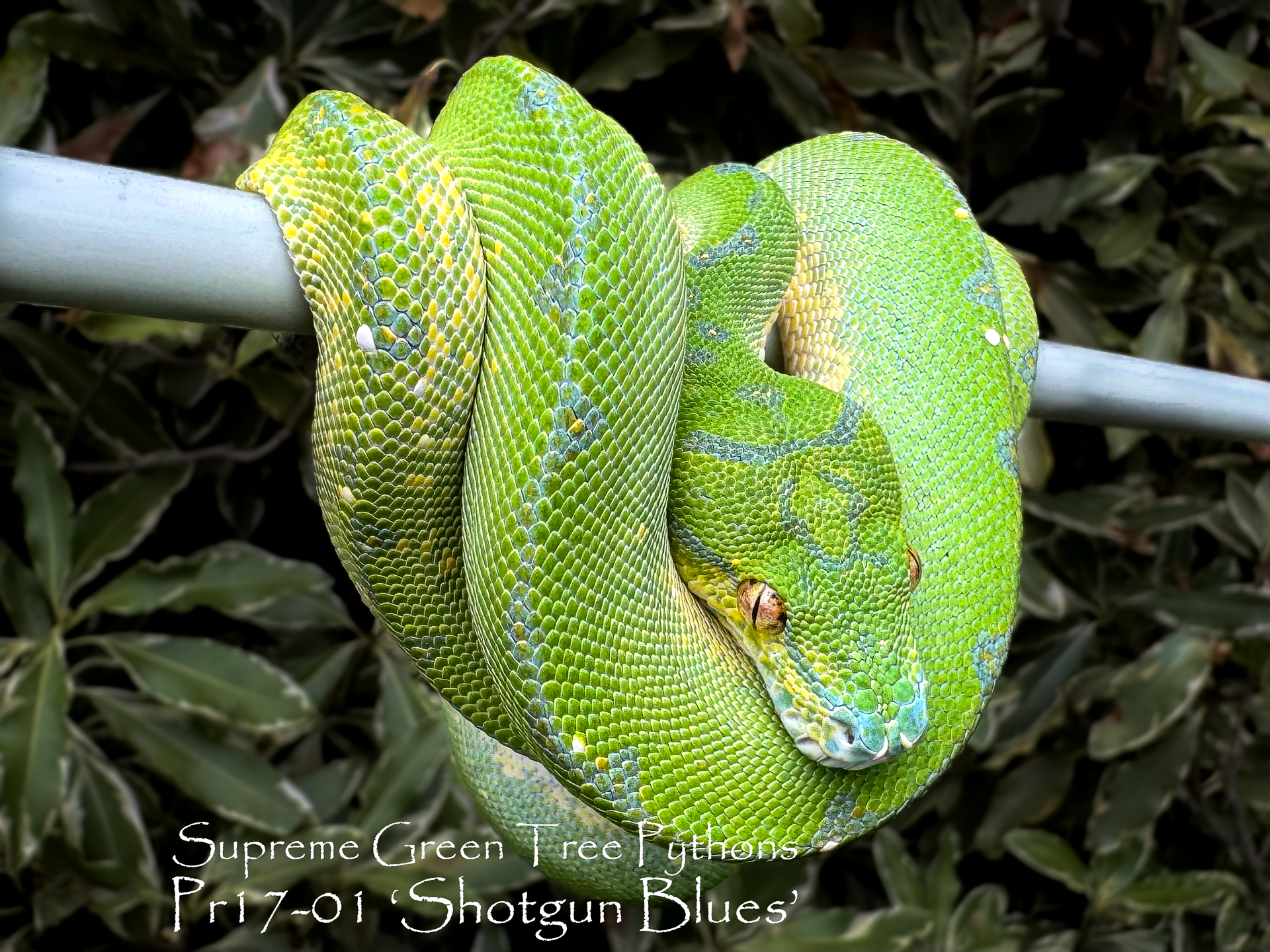 Freshly named 'Shotgun Blues' -one of our 2024 hatchlings.