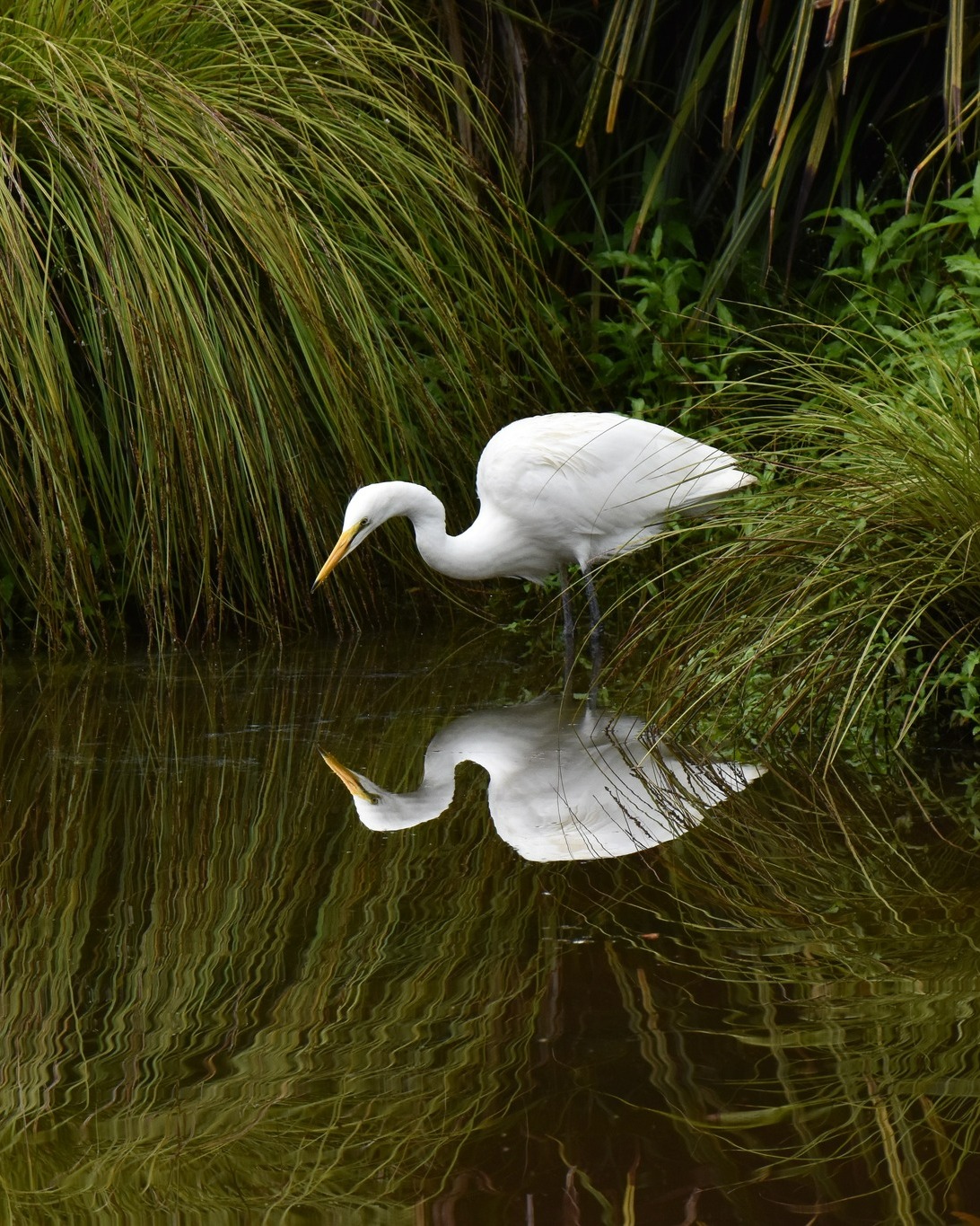 Reflection perfection! 😍
Big Kōtuku chicks check out their good looks in nature’s mirror🪞
- the still Waitangiroto River below New Zealand's only White Heron nesting site.
#reflections #whiteherons #whiteherontours #nzbirds #birdsnz #natuenz #wildlifenz #whataroa #glaciercountrynz #westcoastsouthisland