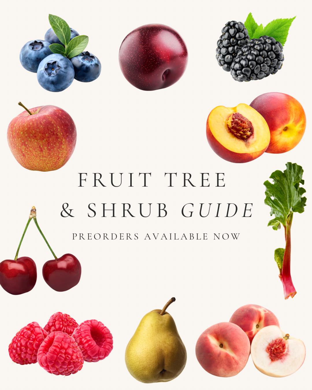 We offer a wide selection of Apple, Pear, Plum, Peach, Cherry, Raspberry, Blueberry, and Rhubarb ; each chosen for beauty, flavor, and long-term success in the garden.
Good to know:
• Many fruits (like peaches, berries, and rhubarb) are self-fertile and will produce on their own
• Some favorites (including many apples, pears, and sweet cherries) need a pollination partner for a good harvest
• Bloom timing matters; pairing varieties that flower at the same time improves fruit set
• Fruit trees reward patience: beautiful spring blooms first, then harvests that get better each year
Pre-ordering helps ensure you get the varieties you want and allows us to bring in the healthiest plants at the right time. If you’re unsure what works best together or for your space, we’re always happy to help, just ask.
Shop online: www.springbluffnursery.com/shop
#greenhousegardening #greenhouse #hangingbasketsofinstagram #gardencenterlife #gardencenter #stcharlesillinois #genevaillinois #bataviaillinois #sugargroveil #oswegoil #stcharlesil #auroraillinois #genevail #oswegoillinois #bataviail #sugargroveillinois #aurorail
