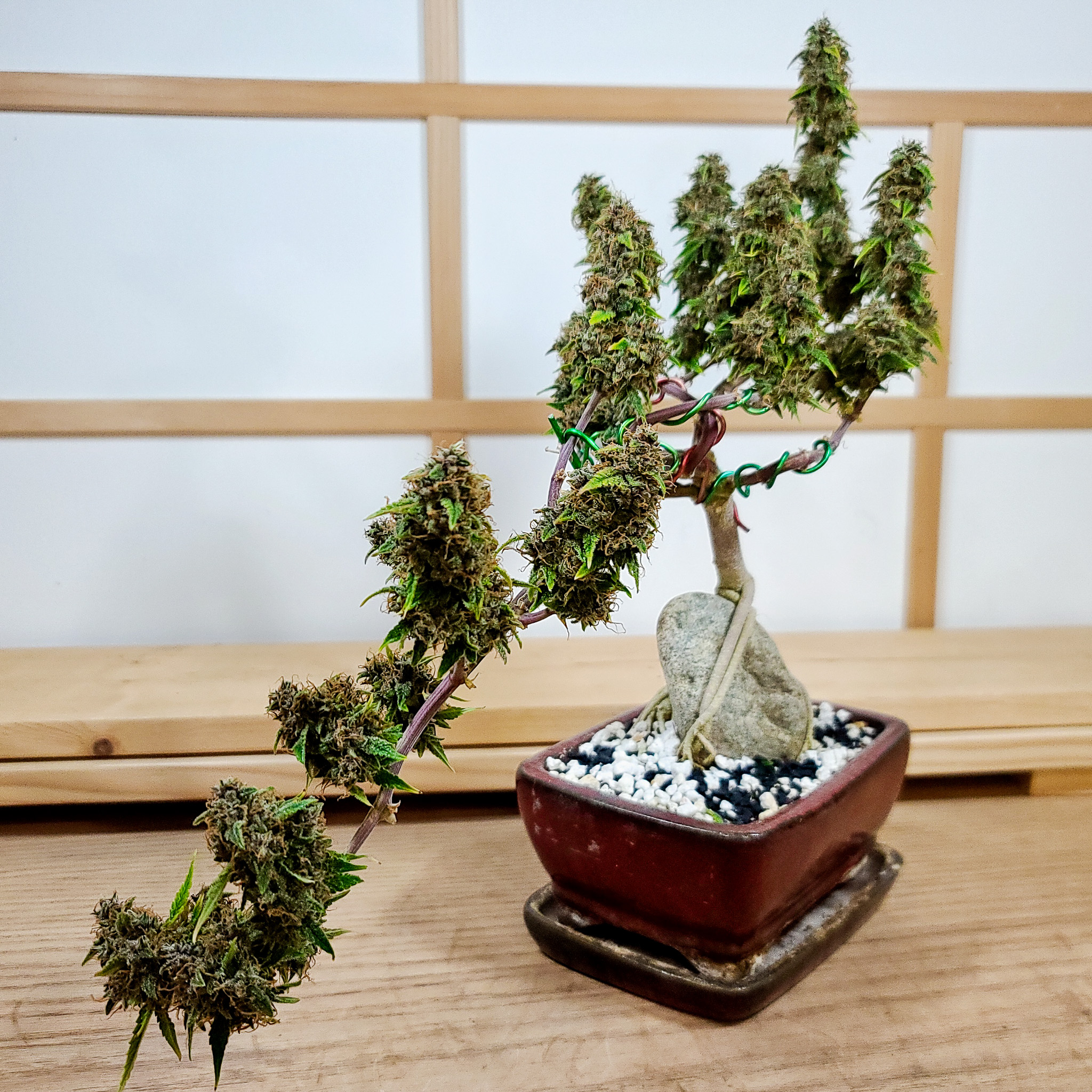 In bonsai, time is treated as a design element. Cannabis moves faster, but the principle still applies. Cannabonsai slows the grower’s perspective, even when the plant is moving quickly.
Powered by @_mephistogenetics. Use cannabonsai at the link in bio for 10% off.
