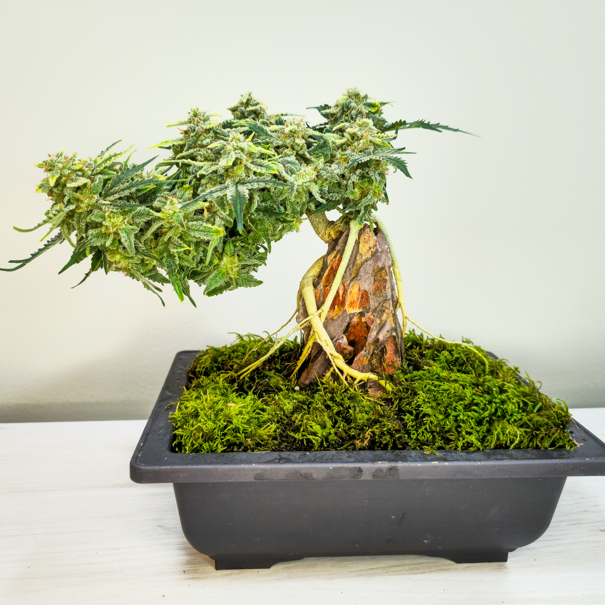 Repetition reveals truth in bonsai. Working similar ideas across many trees shows what actually holds up over time. Cannabis teaches that lesson too. Cannabonsai thrives on revisiting foundations and letting each grow refine the last.
Fueled by genetics from @_mephistogenetics. Tap the bio link and use cannabonsai for 10% off.
