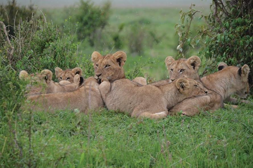 I honestly didn’t know this…
Lions rest and sleep for between 16 and 20 hours a day.
They conserve energy for short bursts of intense activity, like hunting, rather than staying active all day.
Most of this resting happens during daylight hours, which is why lions tend to hunt more at night or in the cooler early mornings.
Honestly, they’ve mastered the art of energy management 🦁😴