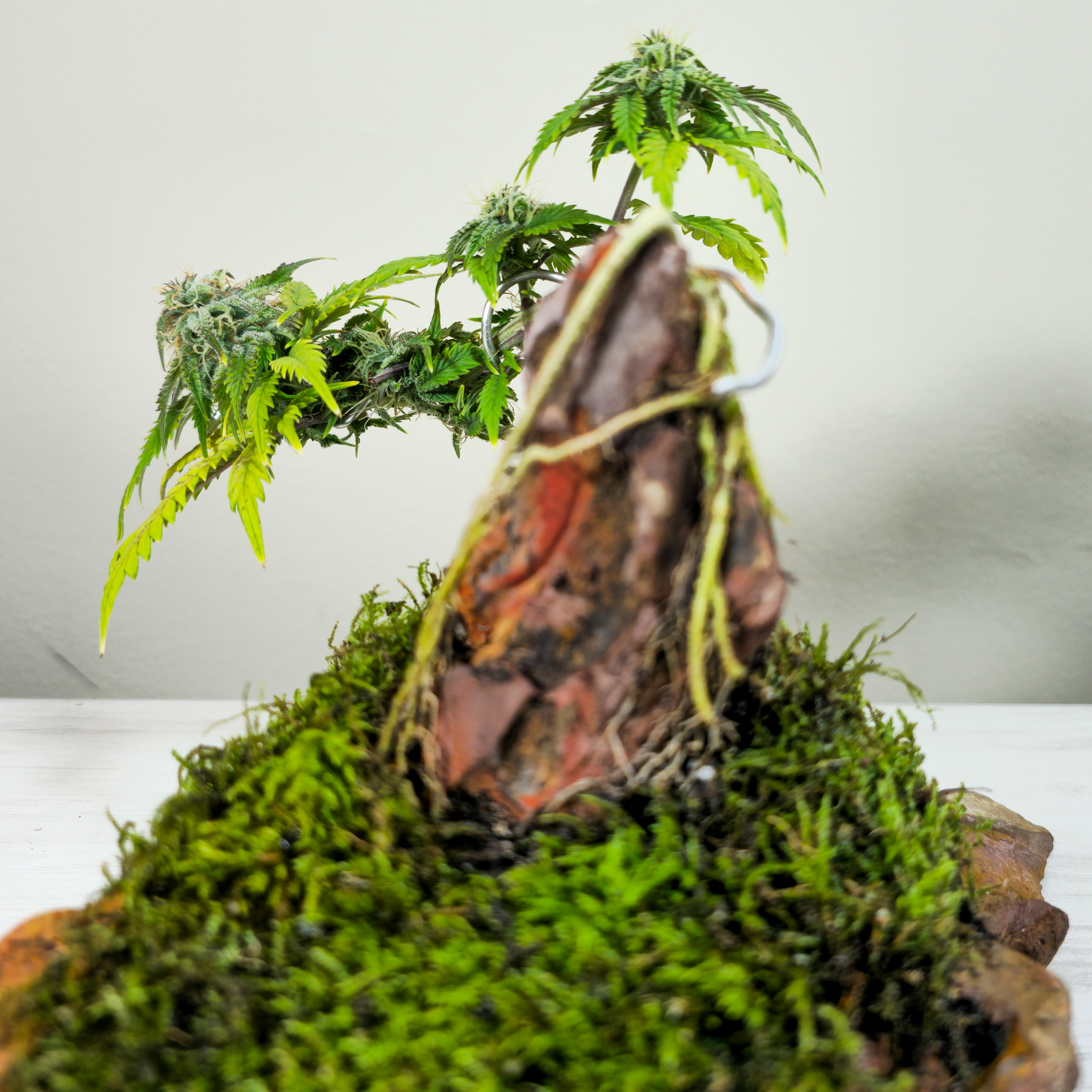 Bonsai teaches you to trust the process once the foundation is set. Cannabis reinforces that lesson when grown with care and observation. Cannabonsai exists where those ideas meet, turning growth into something steady and intentional.
Grown with genetics from @_mephistogenetics. Use code cannabonsai for 10% off at the link in bio.