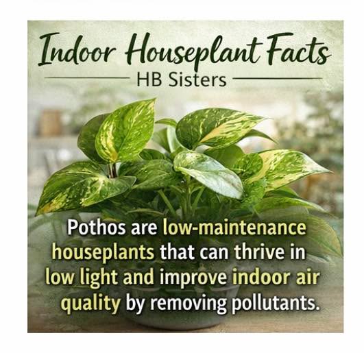 🍃 Indoor Houseplant Fact #3 – Pothos
Pothos are one of the easiest houseplants to grow!
They thrive in low light and help improve indoor air quality by removing pollutants.
Perfect for busy plant parents or beginners 🌿
Tag someone who needs a pothos in their life!
Visit www.hbsisters.com
#PlantFacts #PothosPlant #LowMaintenancePlants #PlantMom #PlantDad #IndoorJungle #HouseplantsOfInstagram #PlantCommunity #WomenEntrepreneurs