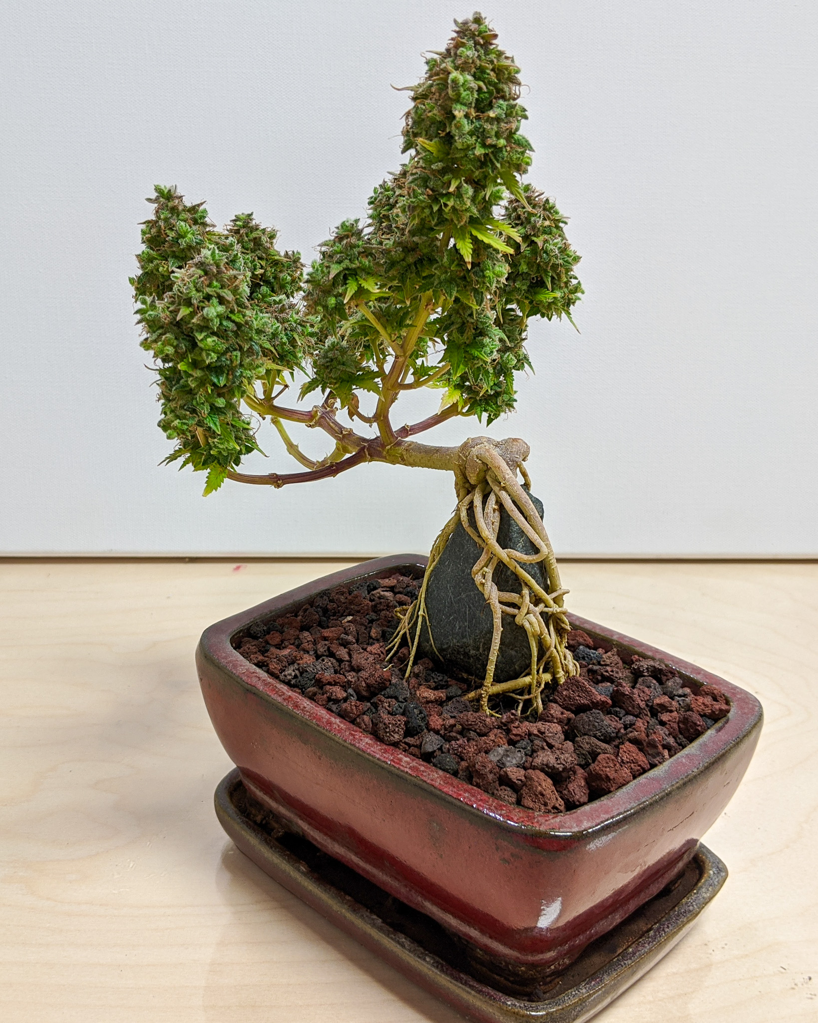 Bonsai isn’t about control, but about cooperation with the plant. Cannabis responds best to that same mindset. Cannabonsai grows from that relationship, where observation guides action and patience shapes results.
Grown with genetics from @_mephistogenetics. Use code cannabonsai for 10% off at the link in bio.