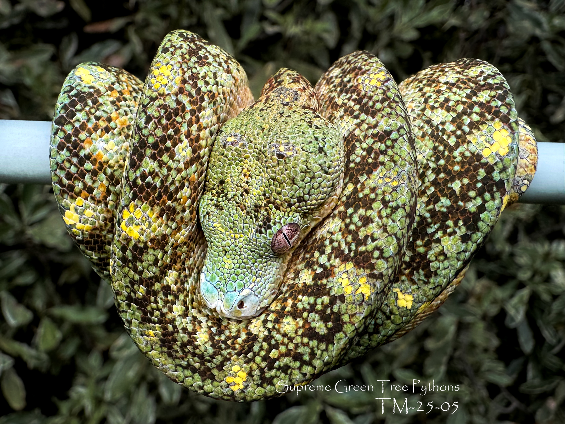 Recent photoshoot = more pics coming your way 📸🐍😍
#Morelia #utaraensis #reptilesofinsta #moreliaazurea #greentreepython #snakesofinsta #chondropython #reptilesofinstagram #chondro #snakesofinstagram
