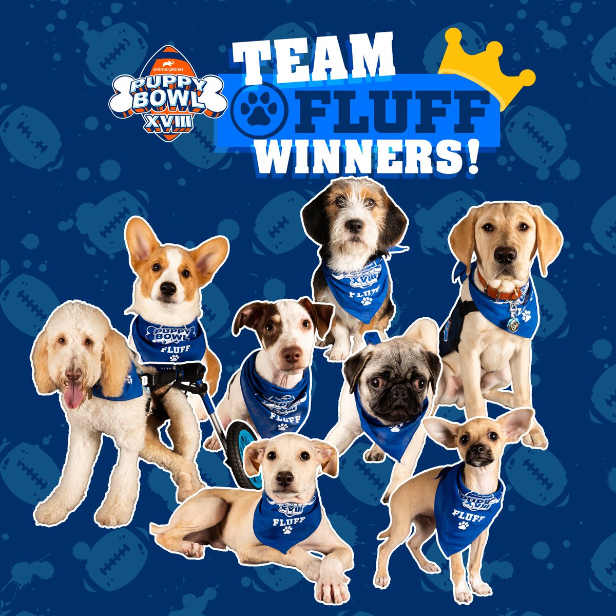 Did you catch the big game? No, not THAT game...PUPPY BOWL XXII!
TEAM FLUFF WINS!!! đ„łđŸ