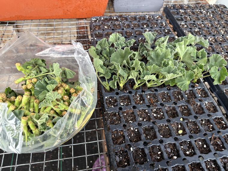 Creekside Greenhouses has had a busy day. Our first batch of cuttings arrived, and after being placed in the dirt, they require high humidity and warm temperatures, with misting every few hours to develop strong roots. In approximately three weeks, these geraniums will be ready for transplanting, and in a couple of months, you'll be able to take them home and enjoy.
#creekside #creeksidegreenhouse #creeksidegreenhouses #creeksidegreenhousesmn #geraniums #plantinghasstarted #spring2026 #geraniumcuttings #playinthedirt