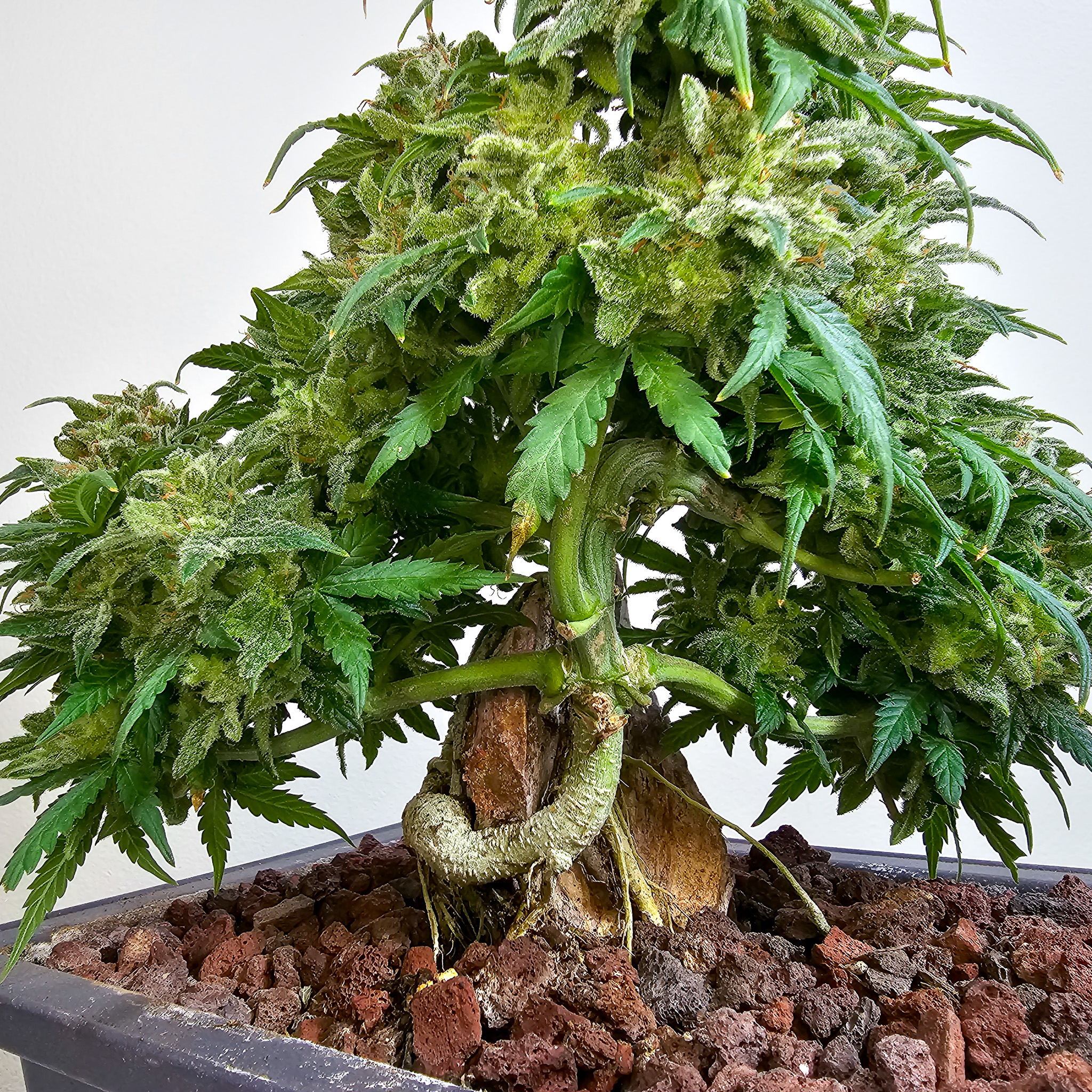 Bonsai encourages growers to think in terms of form rather than speed. Cannabis grows quickly, but when shaped with patience, it still benefits from that slower perspective. Cannabonsai brings focus back to how the plant develops, not just how fast it finishes.
Grown with care and genetics from @_mephistogenetics. Use cannabonsai for 10% off.