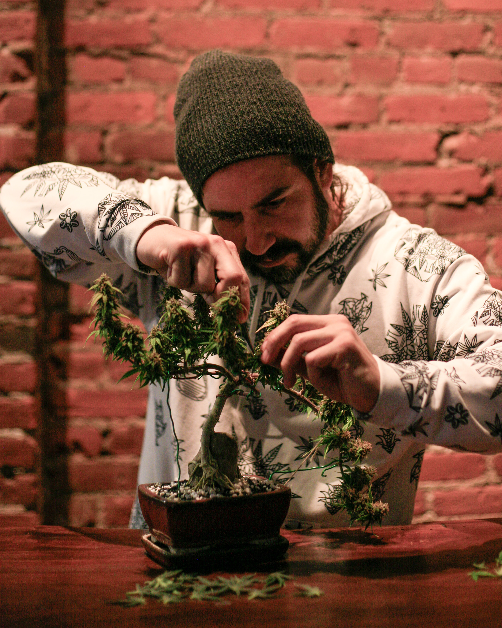 A well-shaped bonsai feels intentional without feeling forced. Cannabis thrives under that same balance of guidance and freedom. Cannabonsai allows the plant’s natural habits to remain visible within a considered structure.
Grown with trusted seeds from @_mephistogenetics. Use cannabonsai for 10% off at the link in bio.