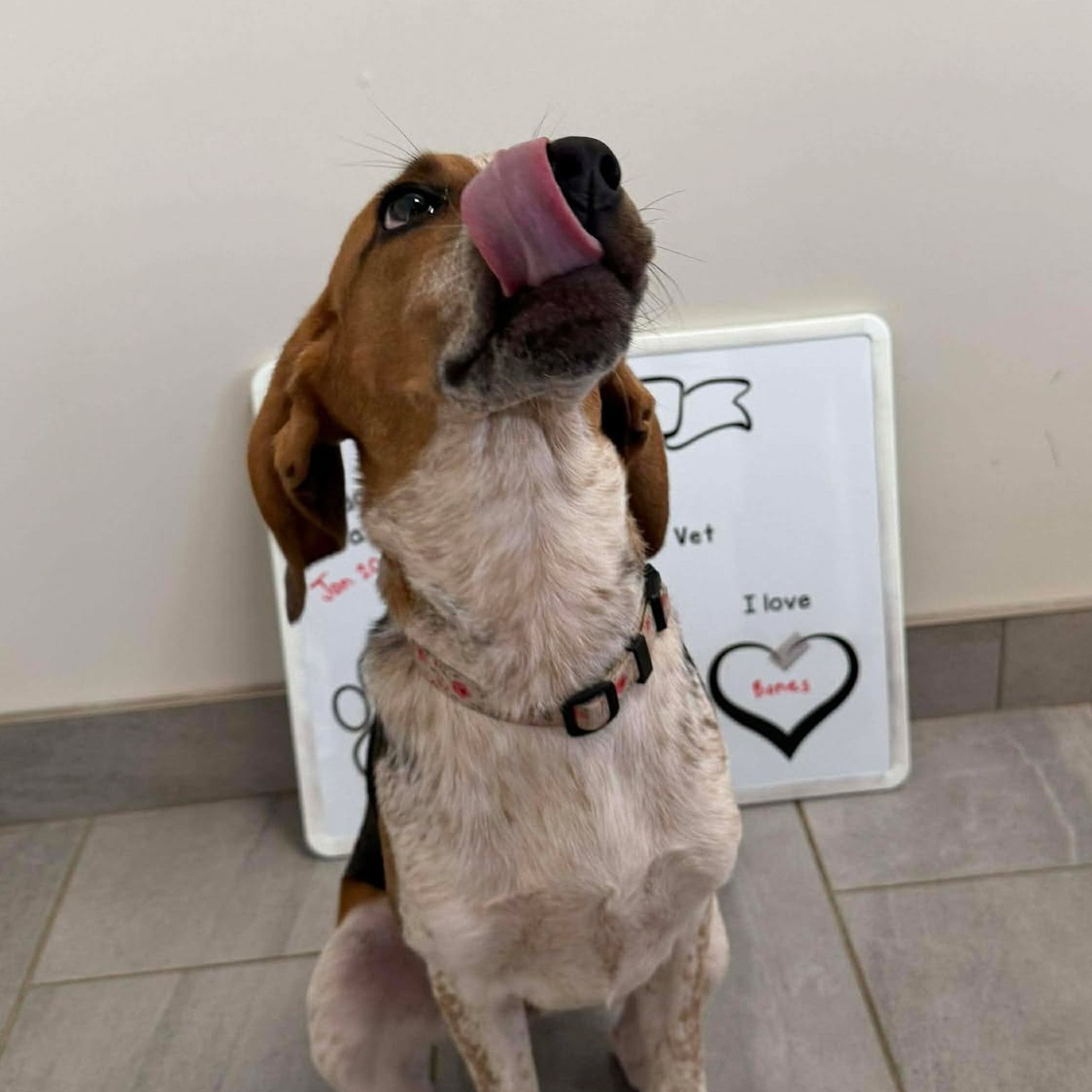 😛 Happy TOT Blueberries 😛
Keep sending us your super cute shots so we can spread the joy during very cold winter!! 💙❄
☎️ 613-264-2689 (Call or TEXT)
📱 info@blueberrycreekvet.ca
#TOT #blueberrycreekvet #vetmed #petsofperthontario #funnypets #cutepets #vetmedhumour