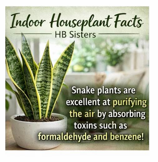 🌿 Indoor Houseplant Fact #1 – Snake Plant
Did you know? Snake plants are powerhouse air purifiers! 💚
They help absorb toxins like formaldehyde and benzene — making your space cleaner and fresher.
Plus, they’re low-maintenance and perfect for beginners. Win-win! 🙌
Ready to add one to your indoor jungle?
Visit us at www.hbsisters.com
#PlantFacts #SnakePlant #HouseplantClub #IndoorPlants #PlantLovers #UrbanJungle #PlantParent #CleanAir #SmallBusinessLove #WomenOwnedBusiness