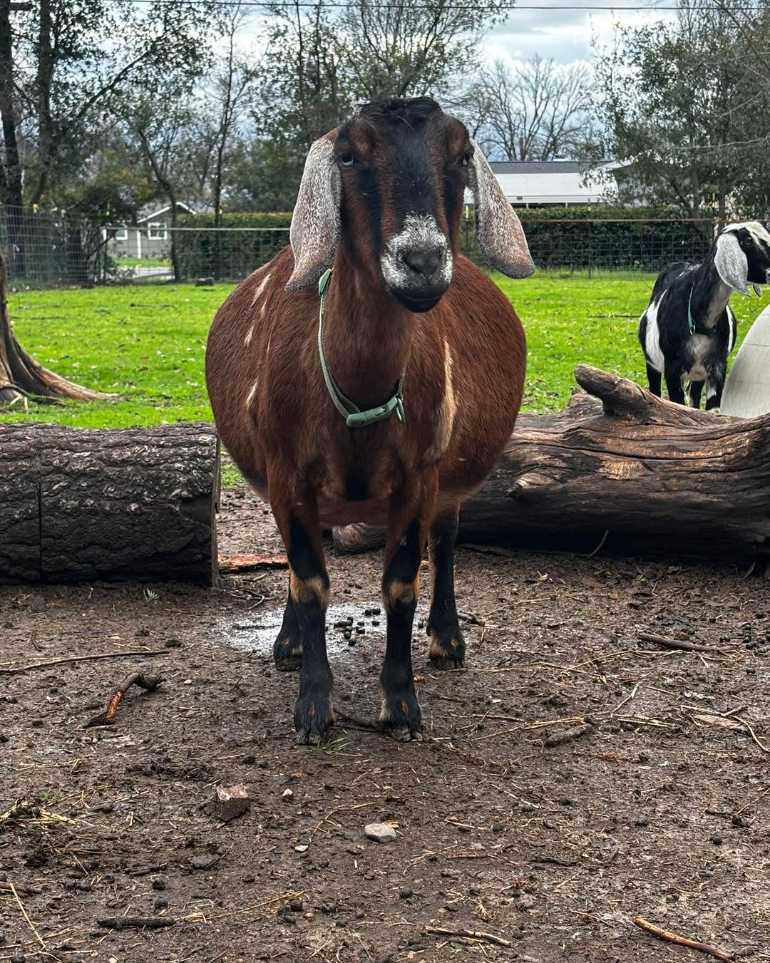 We are just three weeks away from our next round of kidding:) 8 does this batch. Then just a few more in April. If you’re interested in getting any kids from this batch, please message me and let me know what you’re looking for.