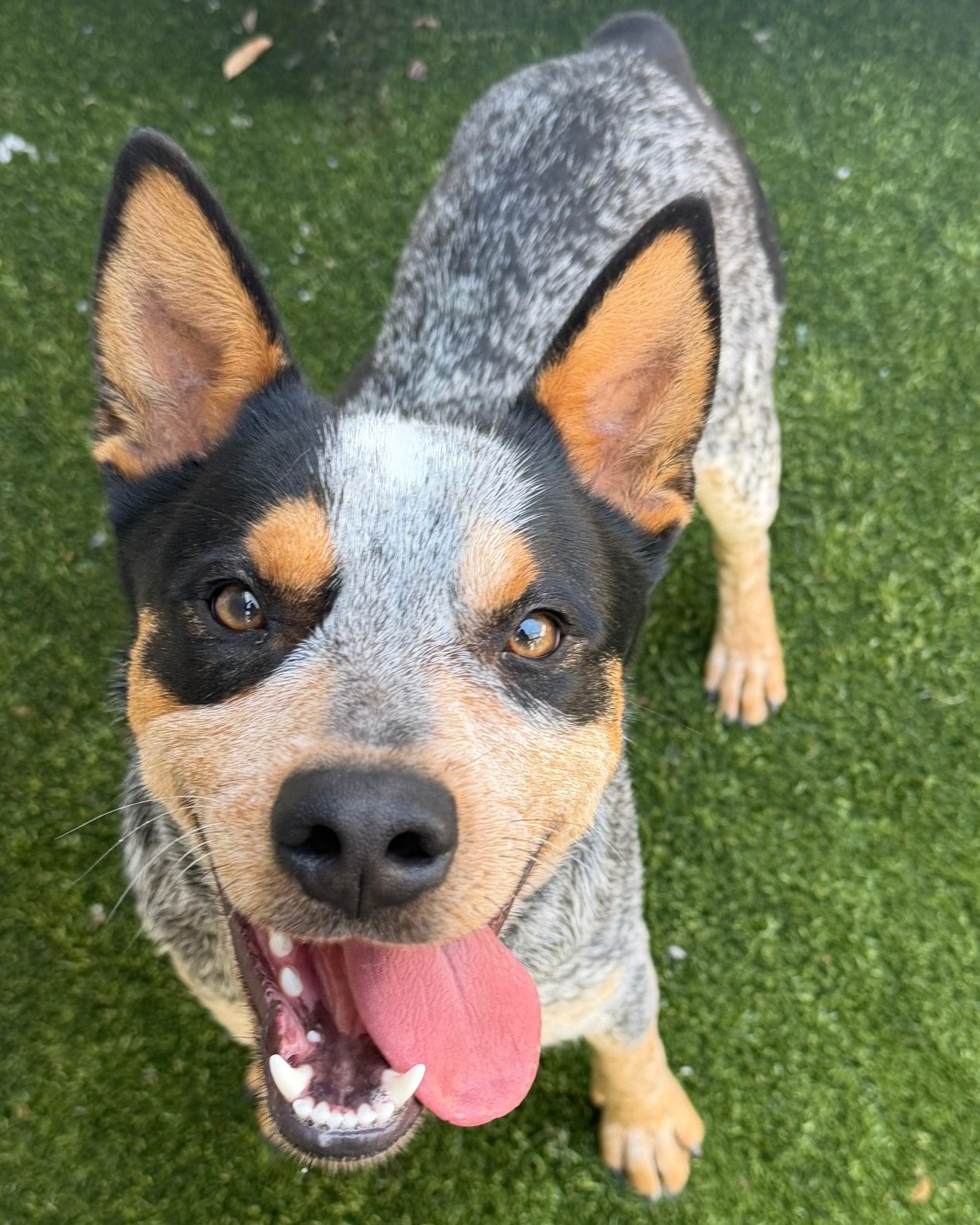 Still looking for a Valentine? We’ve got plenty who won’t break your heart. 💘
Join Rouge and Bear, and other adoptable pets, TODAY from 10 AM – 3 PM at our offsite adoption event at @petsmart Montgomery Plaza! 🐾
They’re cute. They’re single. They’re ready to go home with you. 💕
Want to see all our furry friends looking for a home? LINK IN BIO
#adoptdontshop #galentines❤️ #shelterpets #petsmartcharities #adoptionevent
@petsmartcharities
