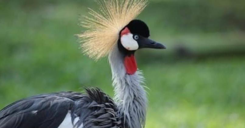 I honestly didn’t know this…
The grey crowned crane is the national bird of Uganda.
Its chicks are precocial, which means they can run almost as soon as they hatch.
Nature really doesn’t mess about sometimes 🐦✨