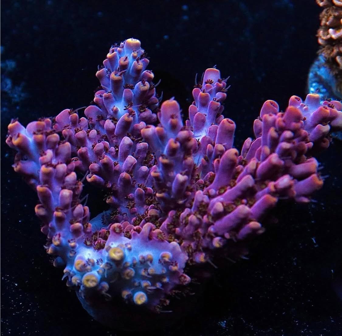 #tropicmarintanks
Amazing shot from @leonardos_reef 💜
Show us your corals!
#tropicmarintanks #tropicmarin #tropic_marin
#eatsleepreef #allmymoneygoestocoral #reefporn
#coralporn #reefaholics #aquarium #saltwateraquarium #nanoreef #reeftanks #euroreefers #reef2reef #reefers4reefers #vitaminsea #seafari
@tropicmarinusa @tropic_marin_br @tropic_marinarg
@tropicmarinperu @aquarium_planet_er @scireef @aqua.united.gmbh