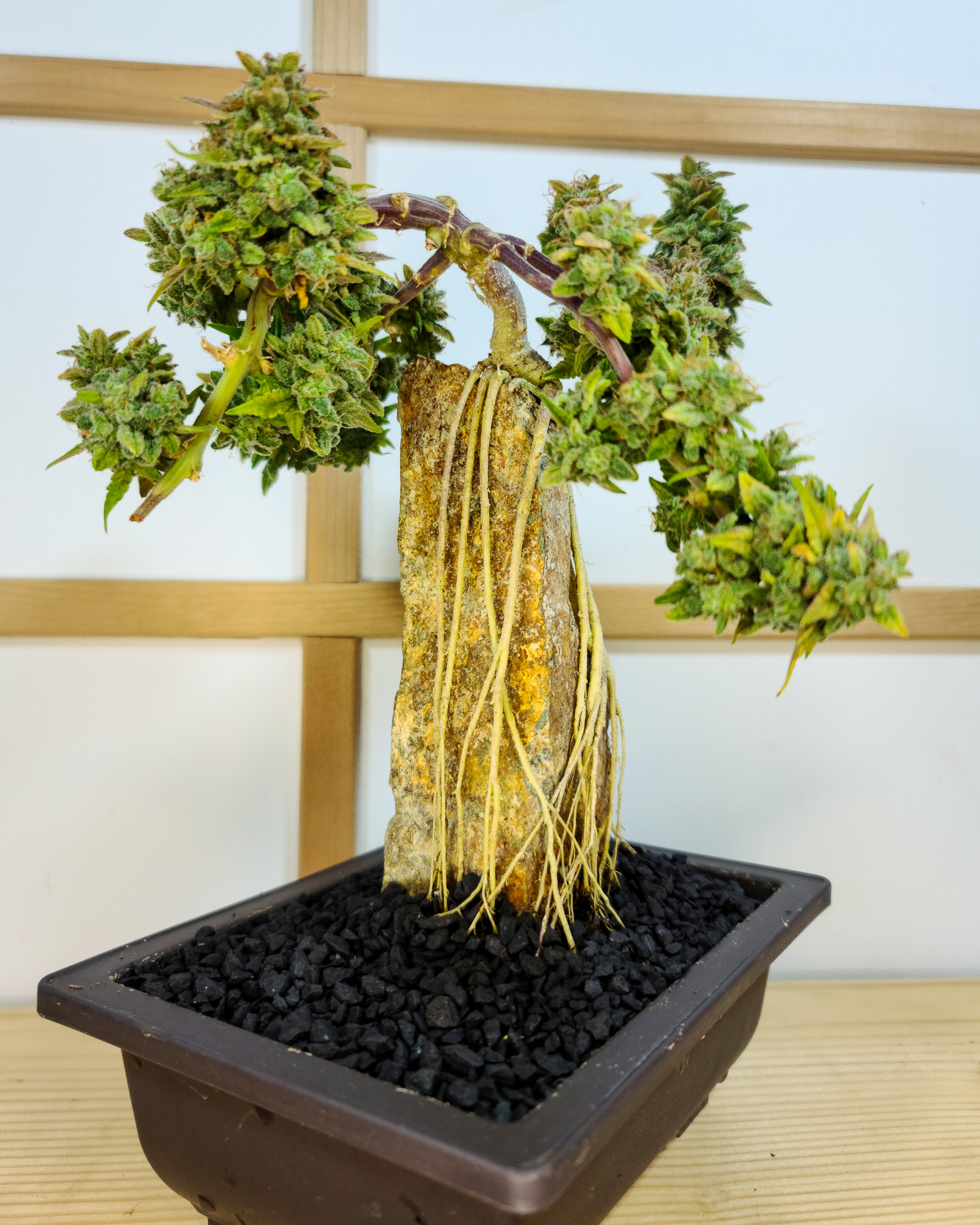 Bonsai teaches growers to appreciate how form evolves, not just how it ends. Cannabis offers that same opportunity when grown with care. Cannabonsai keeps the focus on development rather than destination.
Backed by genetics from @_mephistogenetics. Use code cannabonsai for 10% off.