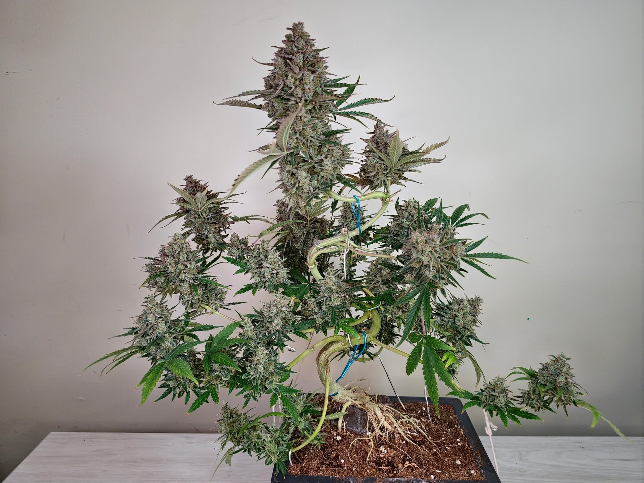 Repetition is one of the best teachers in bonsai. Working similar forms over time reveals what truly matters. Cannabis follows the same rule. Cannabonsai thrives on revisiting ideas, refining them, and letting each grow add clarity.
Fueled by genetics from @_mephistogenetics. Tap the bio link and use cannabonsai for 10% off.