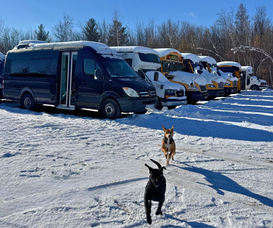 C'est qui les boss ici? Elles!🤭❄️ #chiensdevan #buslife #viedechiens #hiverauquebec