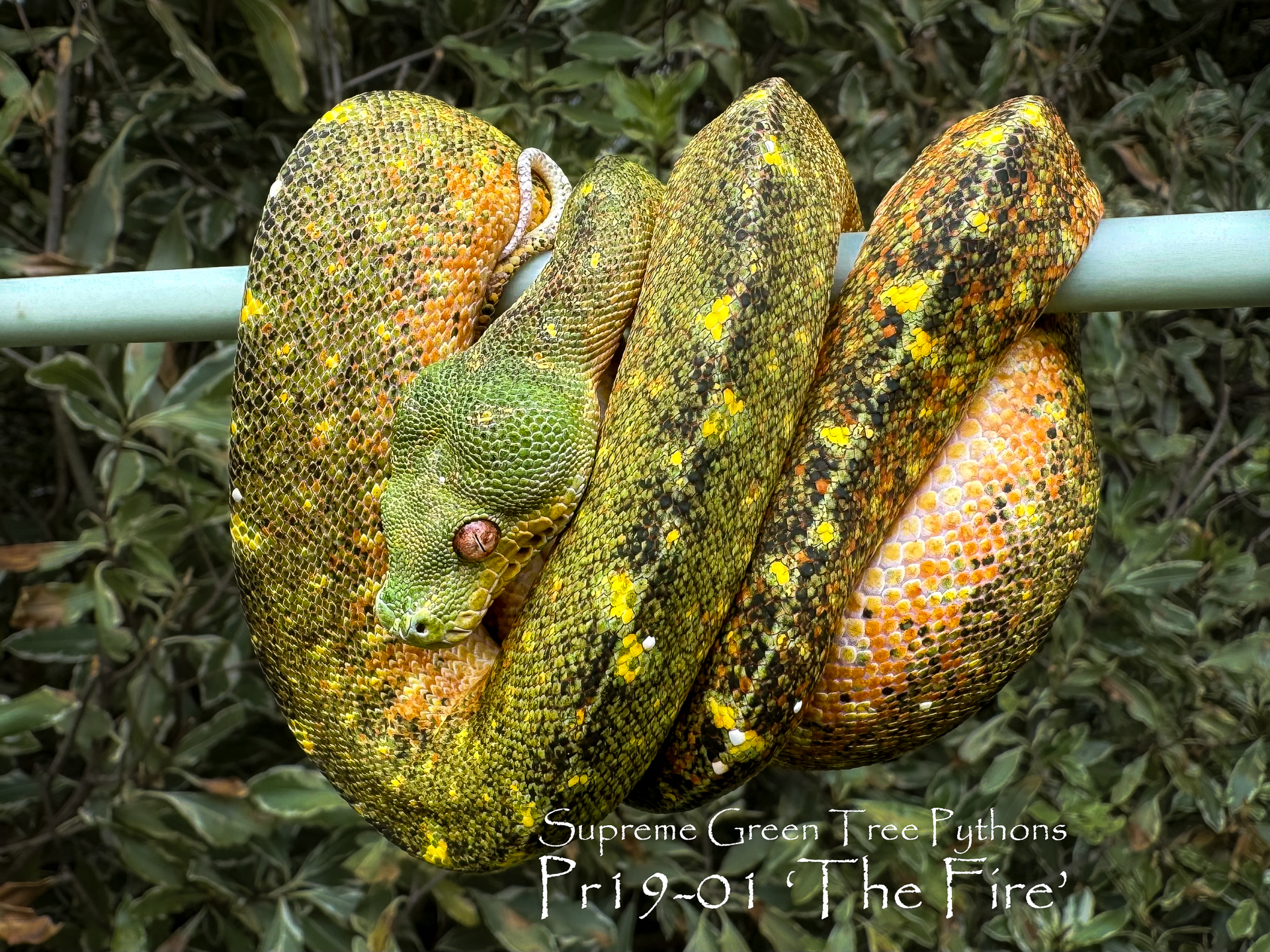 This is why it's so hard to part with any of our hatchlings.......🔥🔥🔥
#reptilesofinstagram #snakesofinsta #chondro #utaraensis #reptilesofinsta #chondropython #moreliaazurea #Morelia #greentreepython #snakesofinstagram #19_01